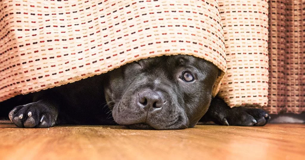 Köpeklerde Davranış Problemleri ve Çözüm Yolları