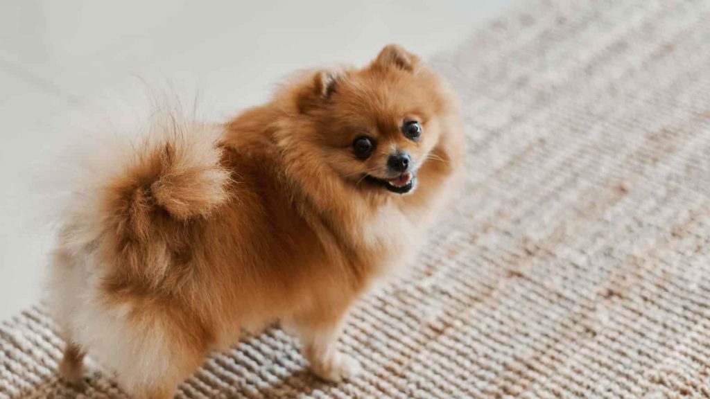 Pomeranian Köpek Cinsi Hakkında Her Şey: Bakımı, Özellikleri ve Eğitimi