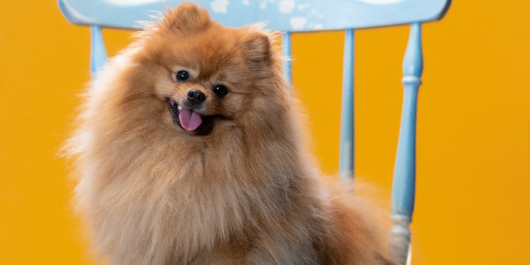 Pomeranian Köpeklerde Tüy Bakımı Nasıl Yapılır? İpuçları ve Öneriler