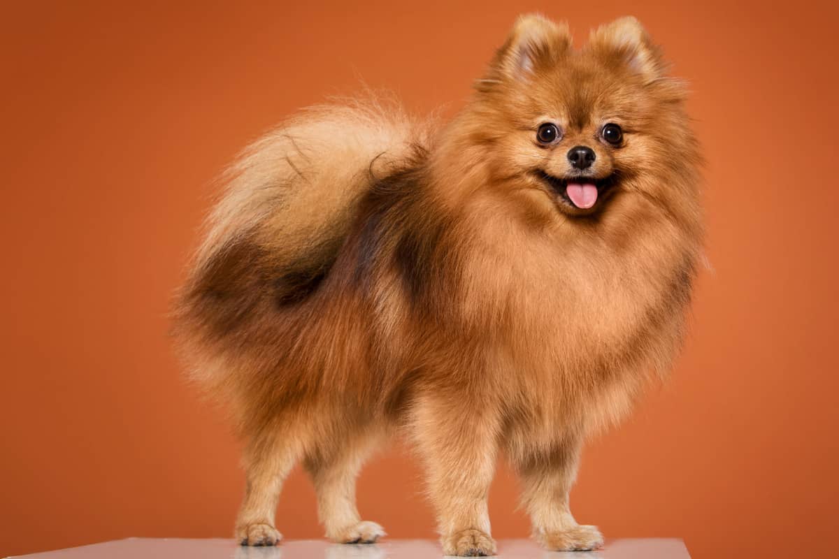 Pomeranian Köpek Sahiplenmek İsteyenler İçin Bilinmesi Gereken 10 Özellik