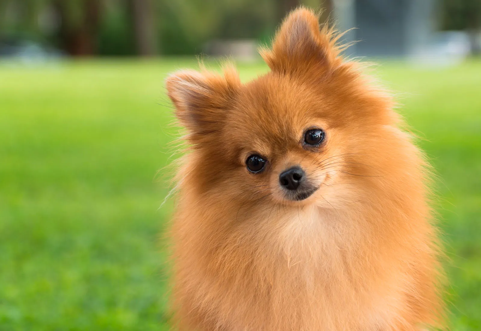 Pomeranian Yavru: Sevimli Dostunuzun Boyutları ve Özellikleri