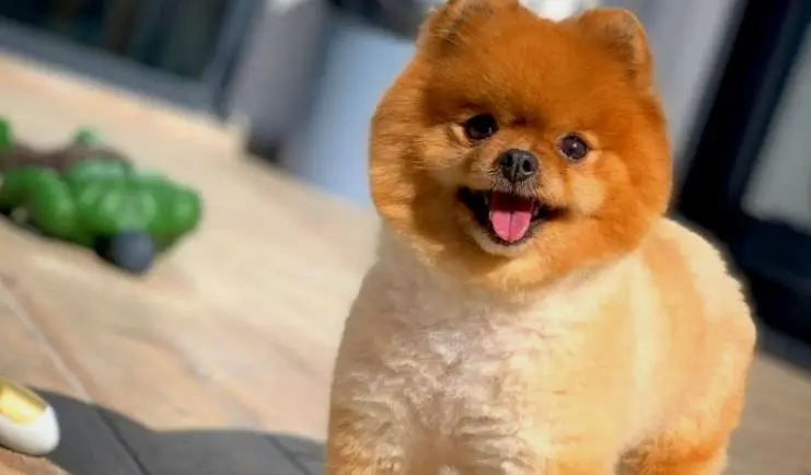 Pomeranian Köpek Fiyatları Hakkında Bilmeniz Gerekenler