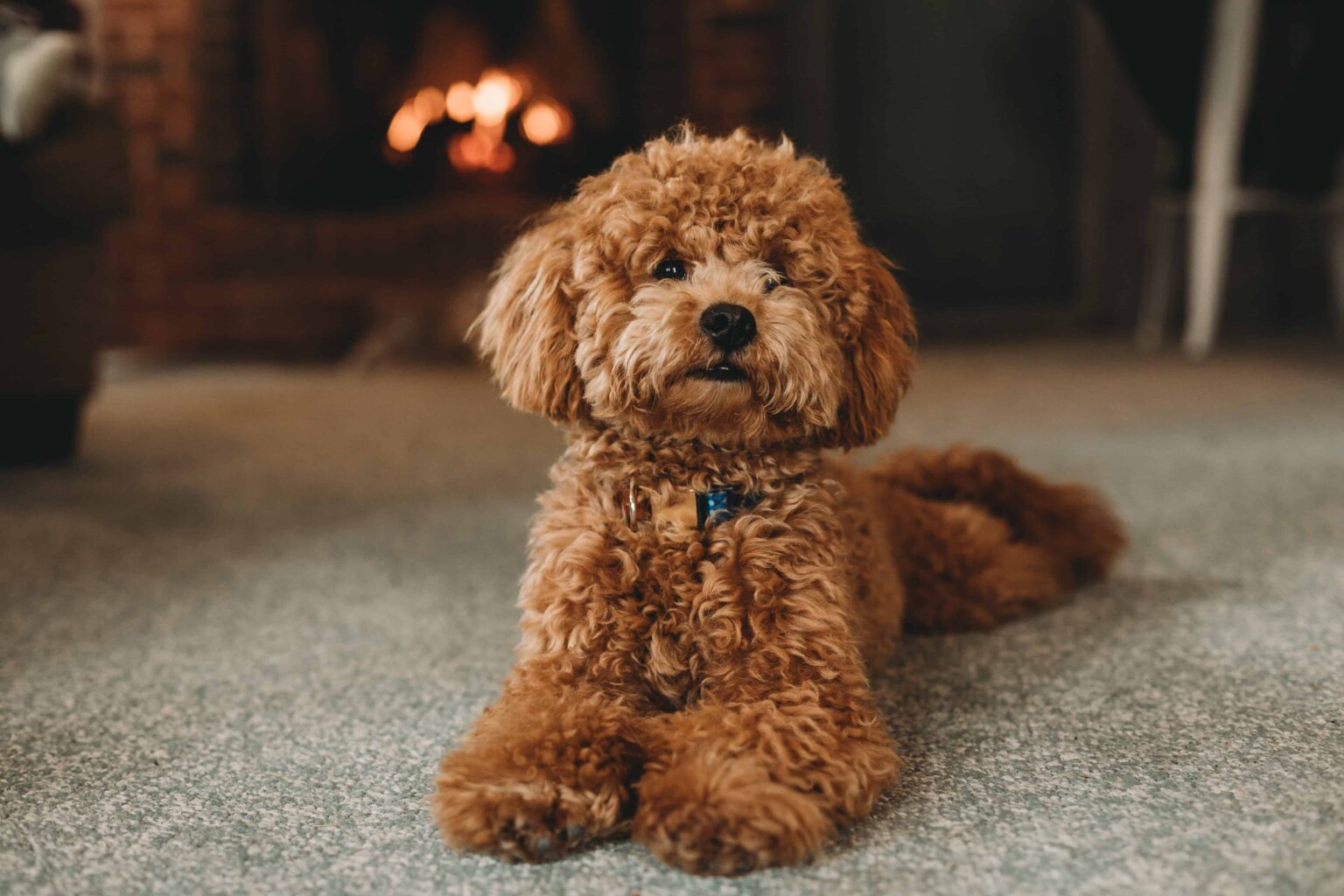 Poodle Cinsi Köpek Tarihçesi ve Kökeni