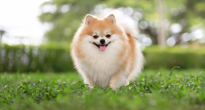 Pomeranian