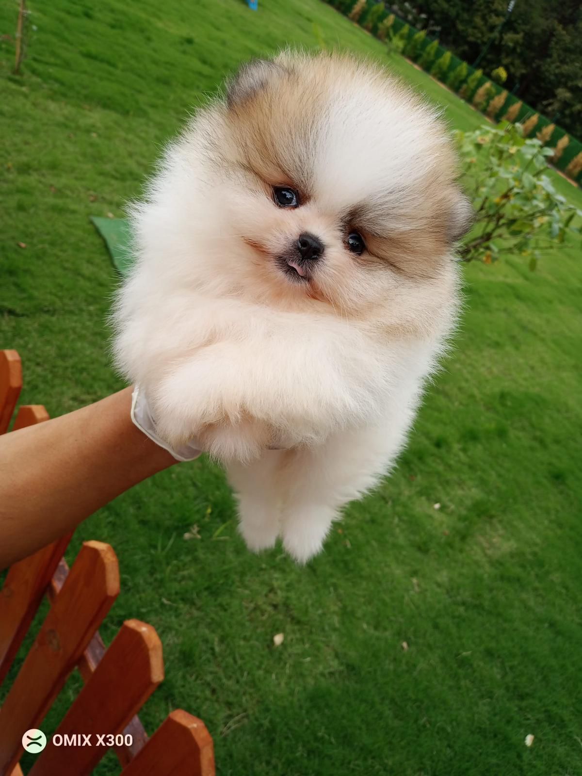 Hemster Yavru Pomeranian