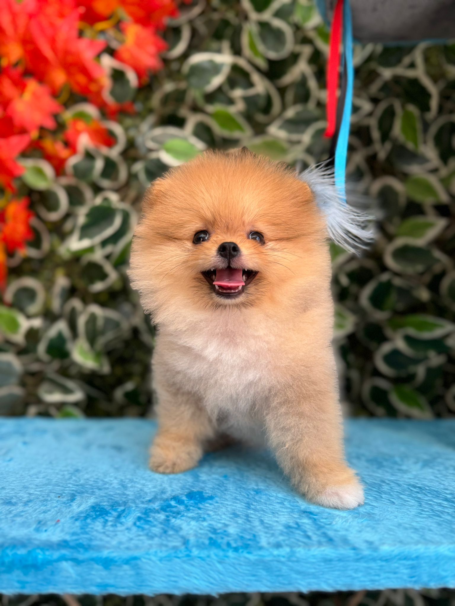 Puffy Pomeranian