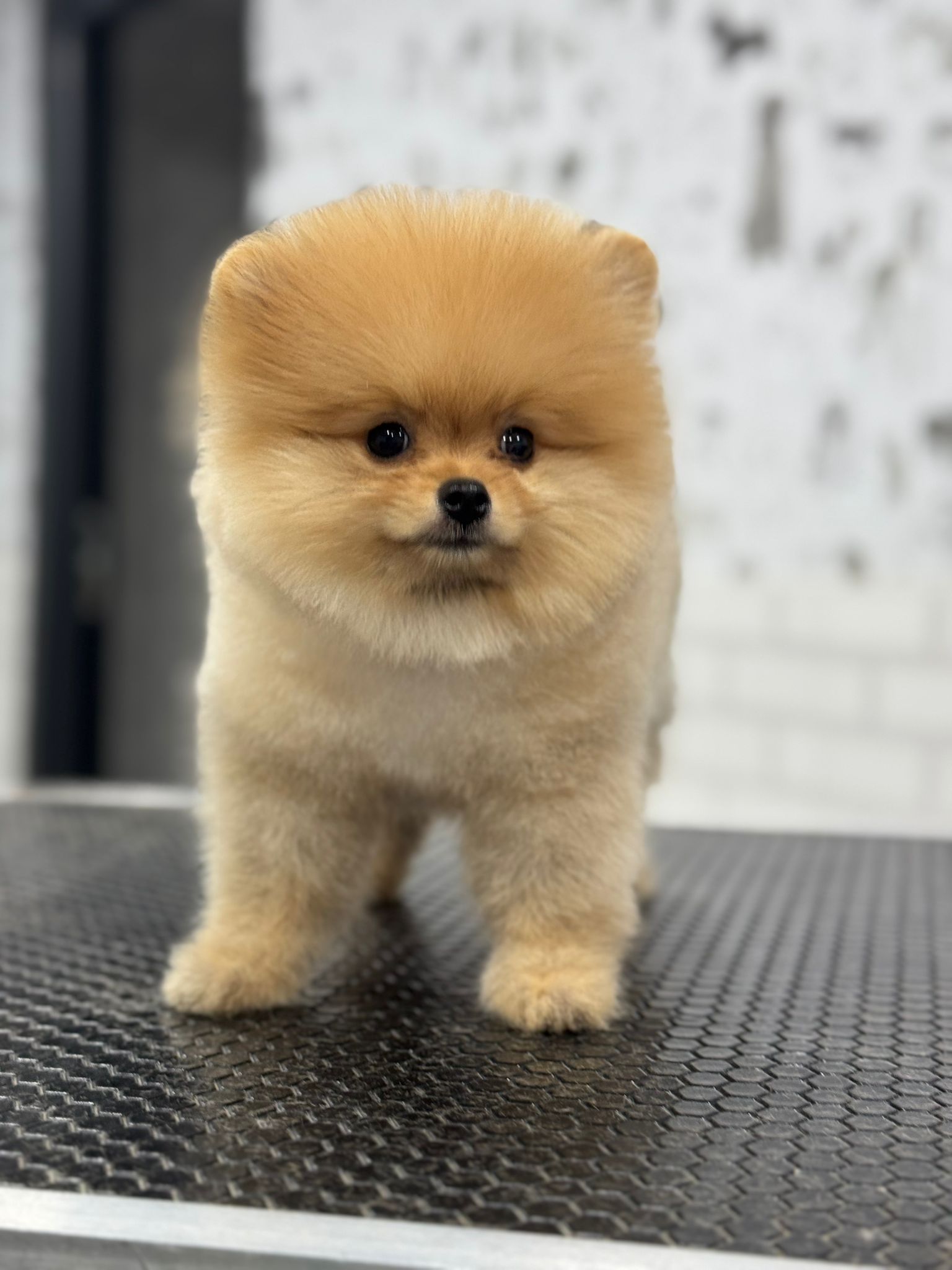 Calvin Yavru Pomeranian