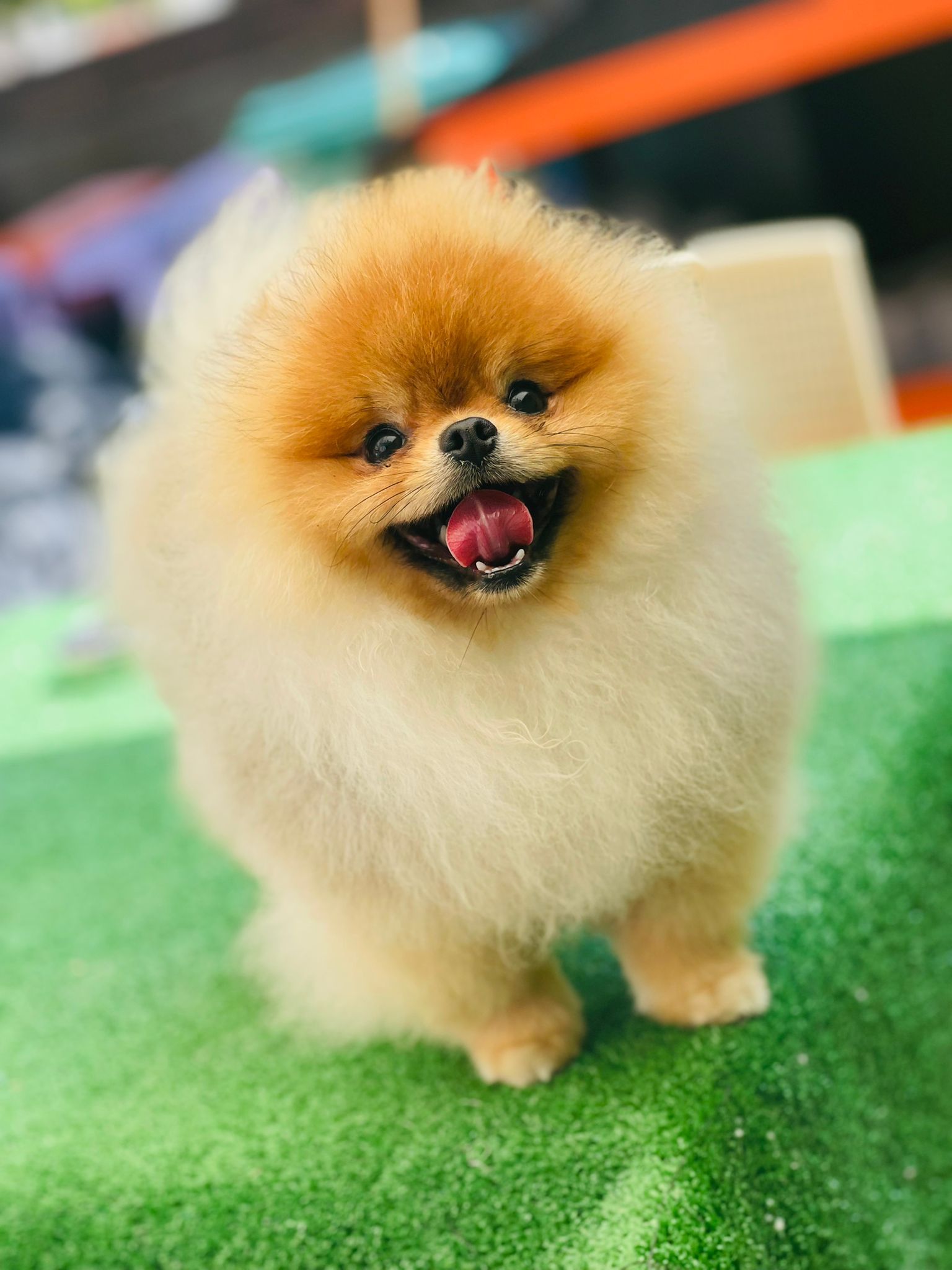 Calvin Yavru Pomeranian