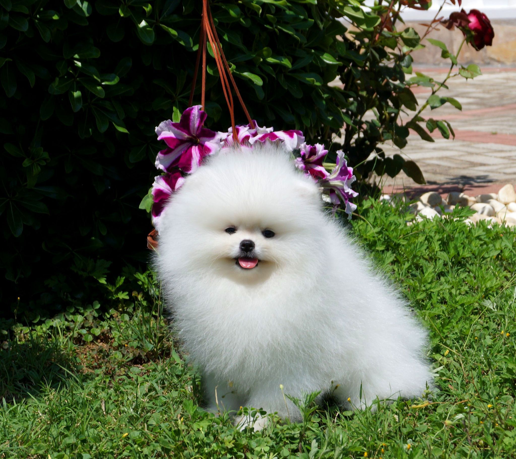 Calvin Yavru Pomeranian