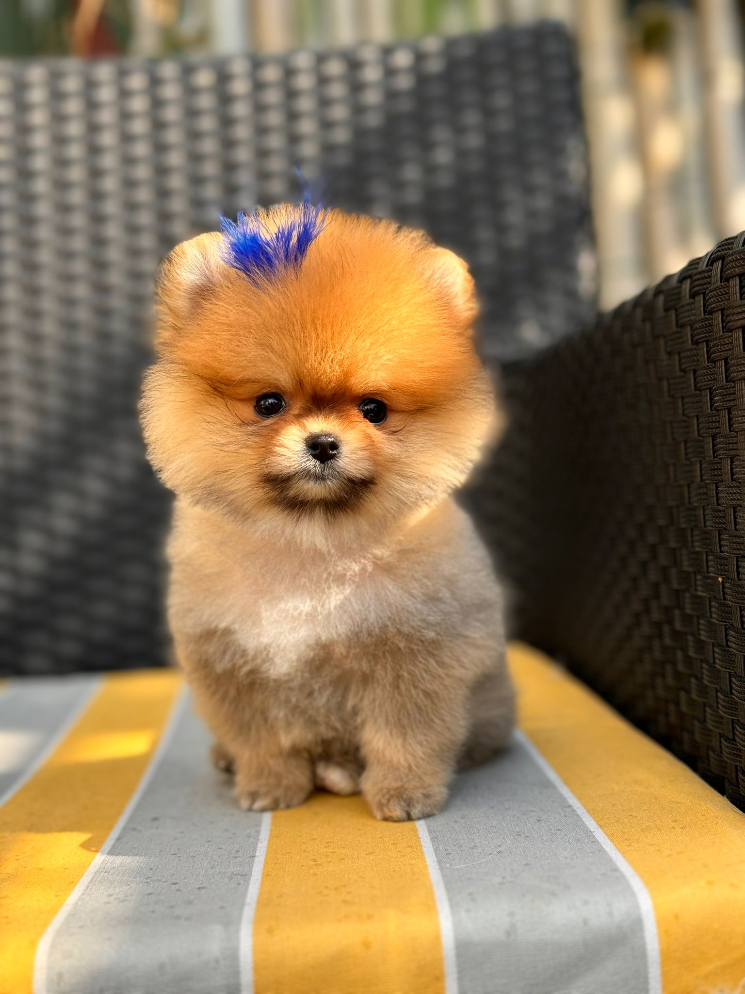 Calvin Yavru Pomeranian