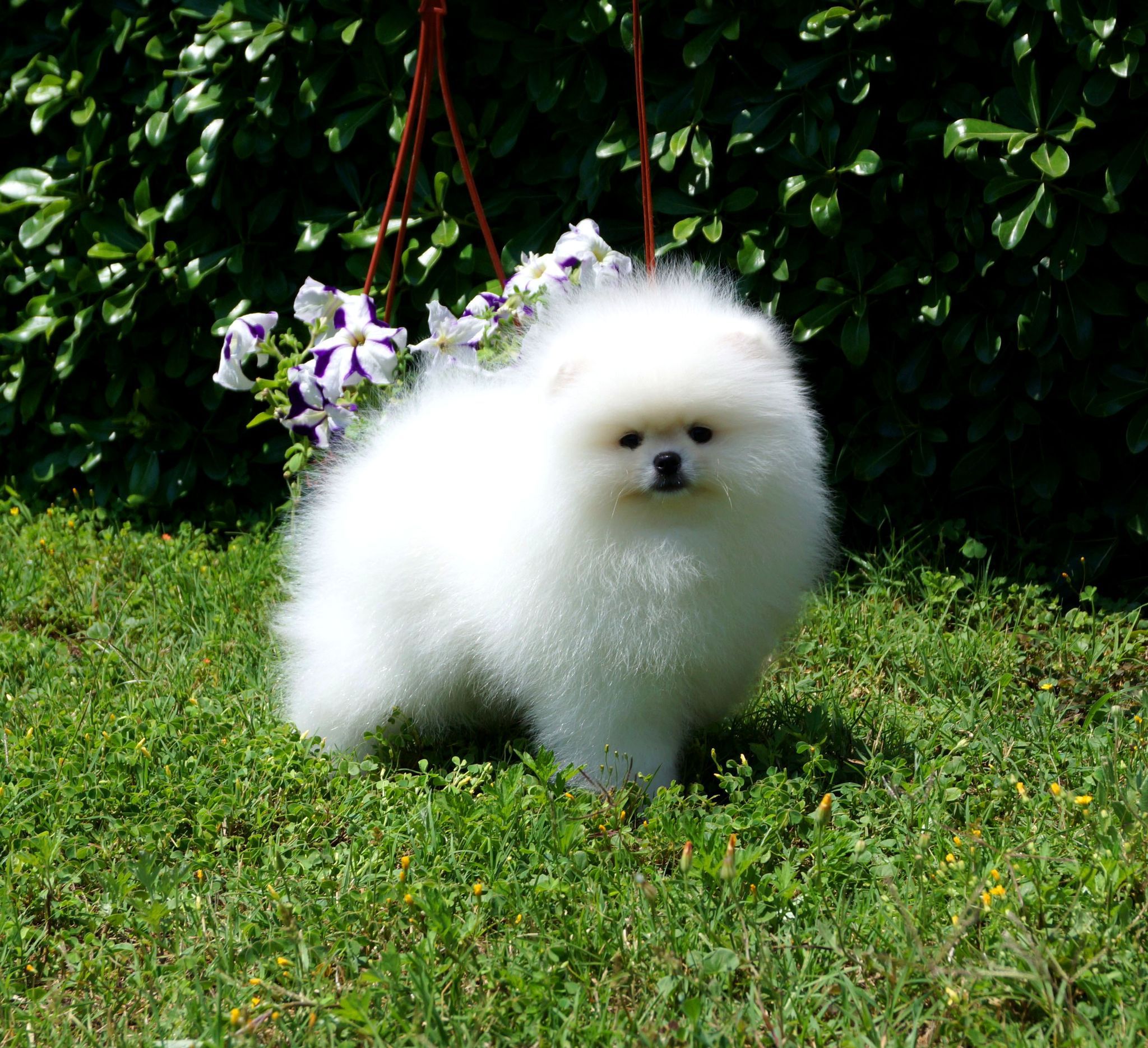 Calvin Yavru Pomeranian