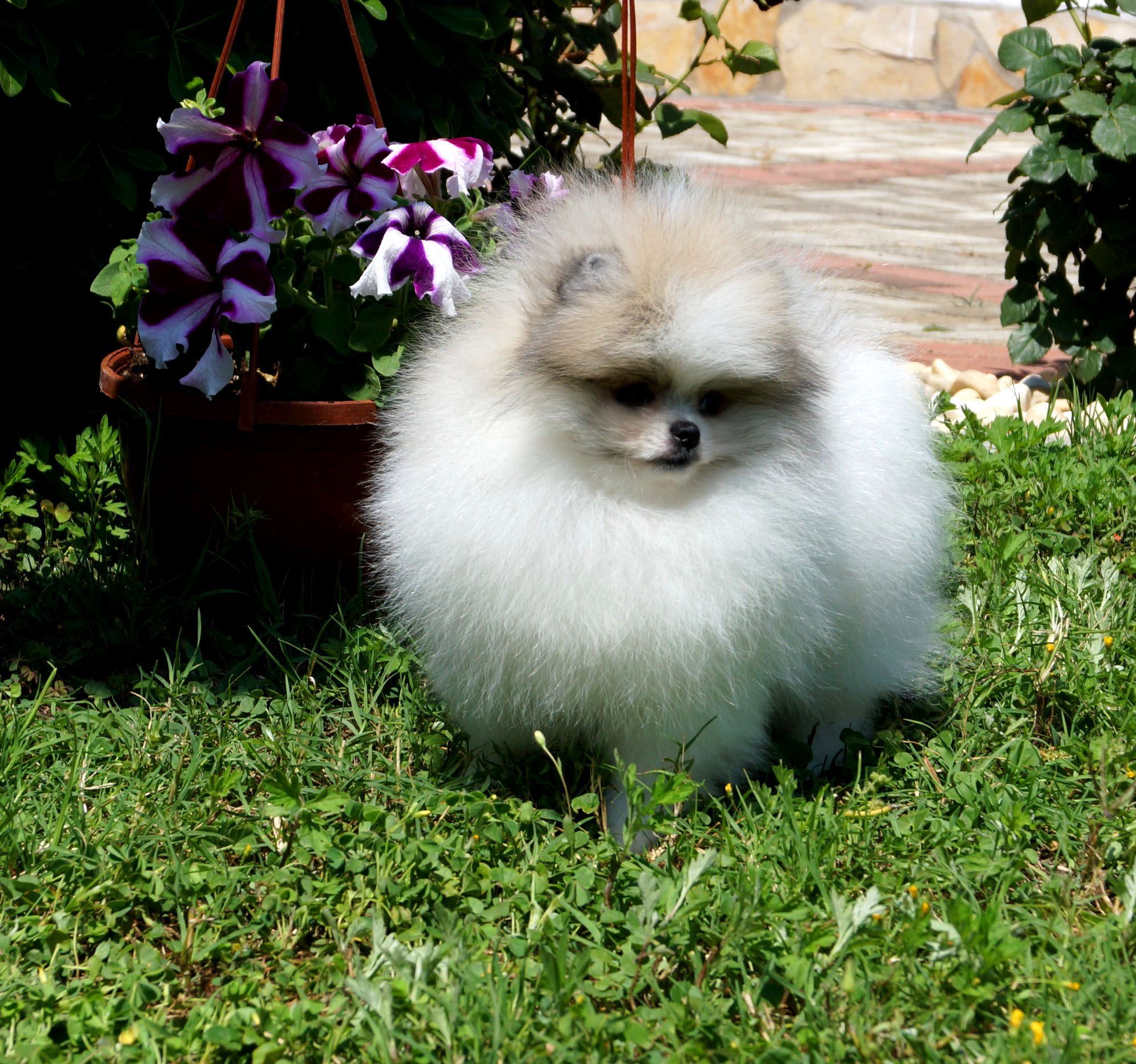 Calvin Yavru Pomeranian