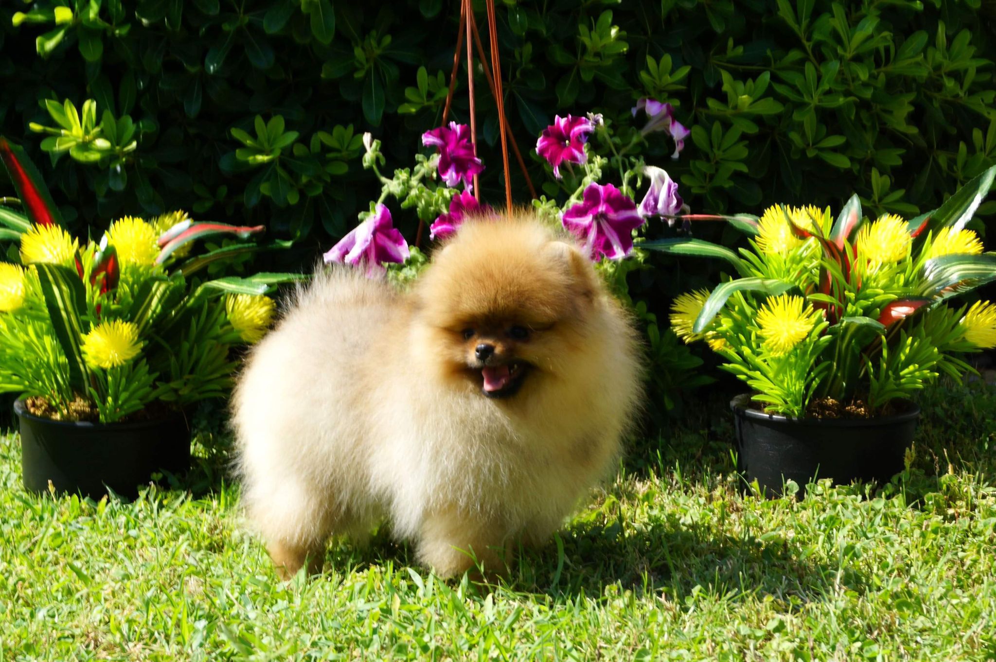 Calvin Yavru Pomeranian