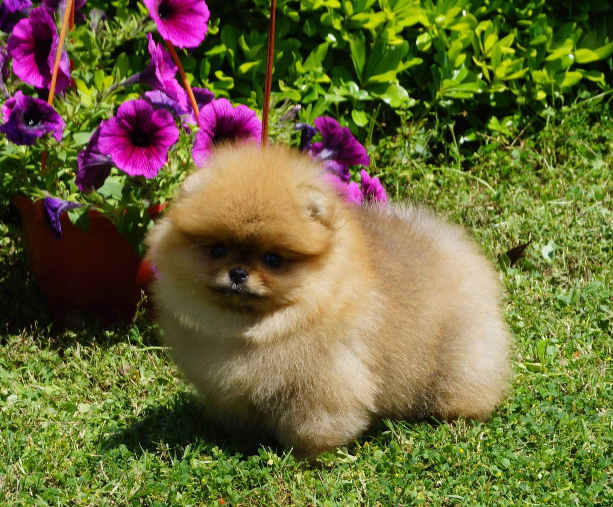 Calvin Yavru Pomeranian