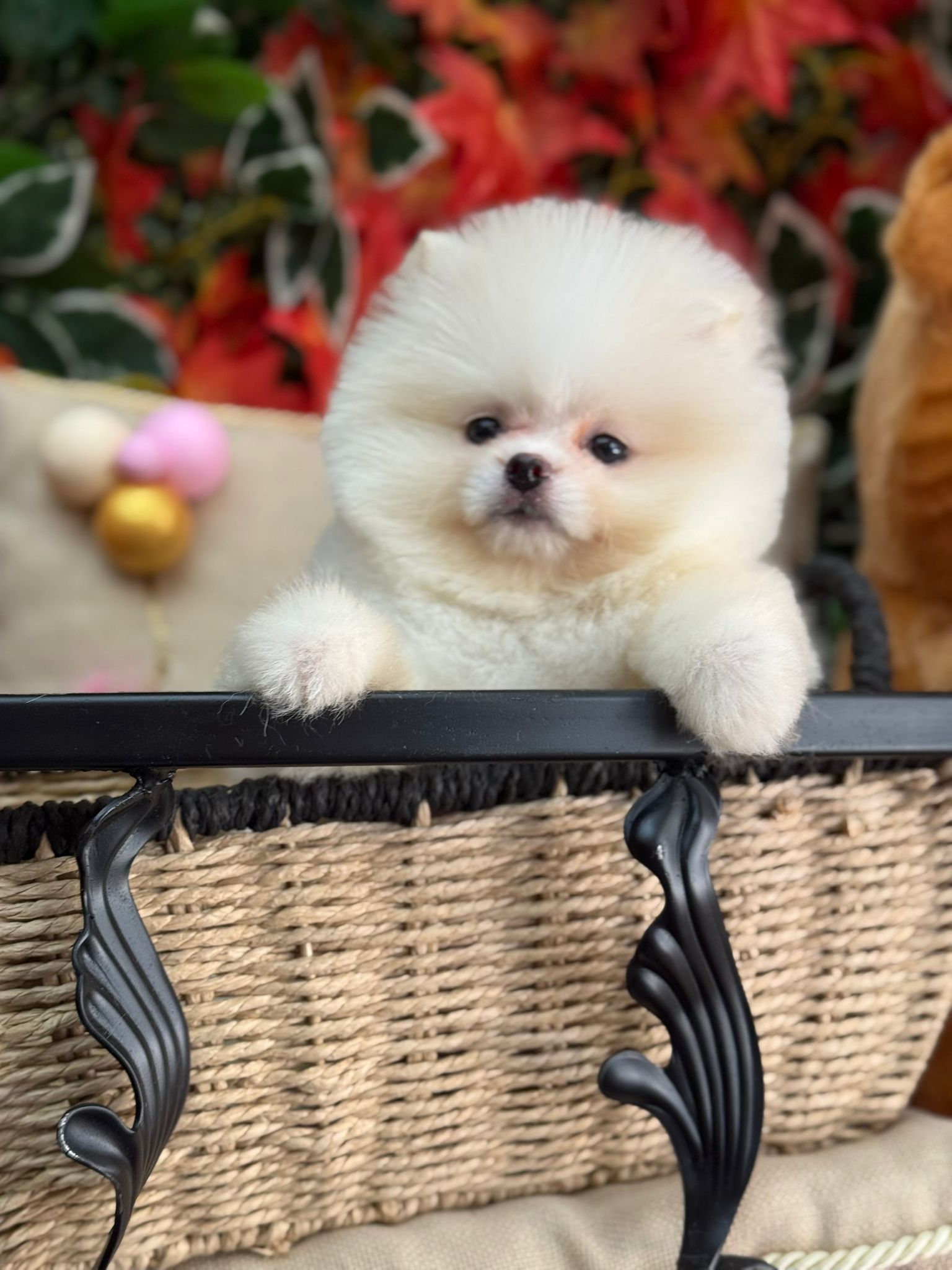 Calvin Yavru Pomeranian