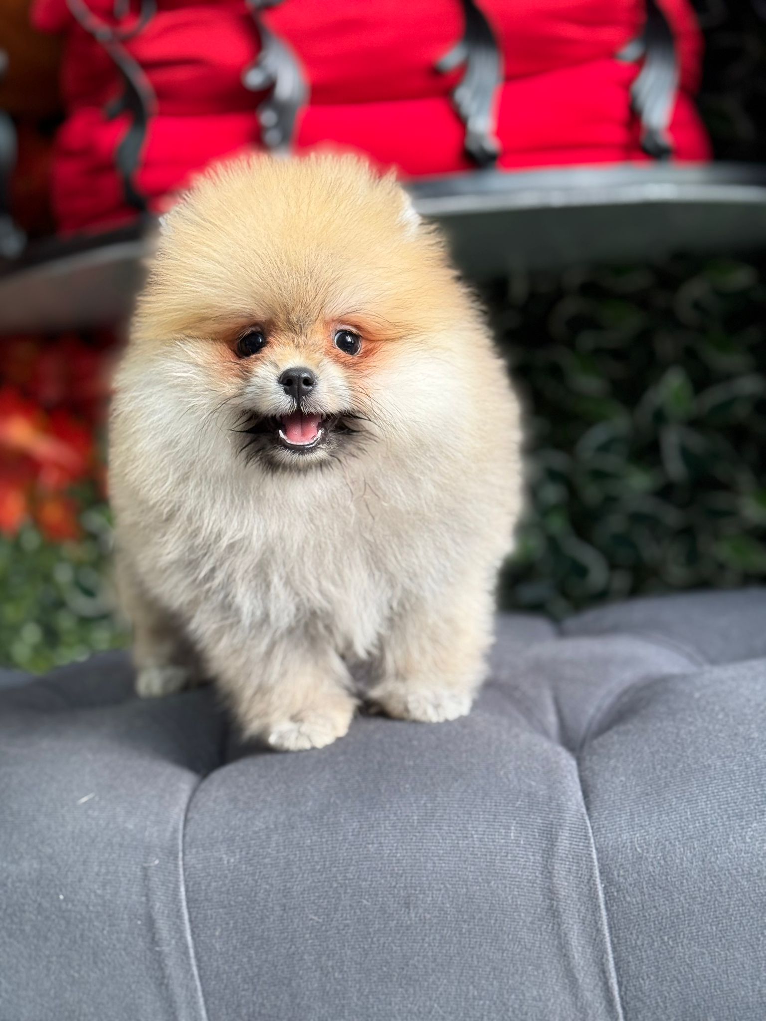 Calvin Yavru Pomeranian