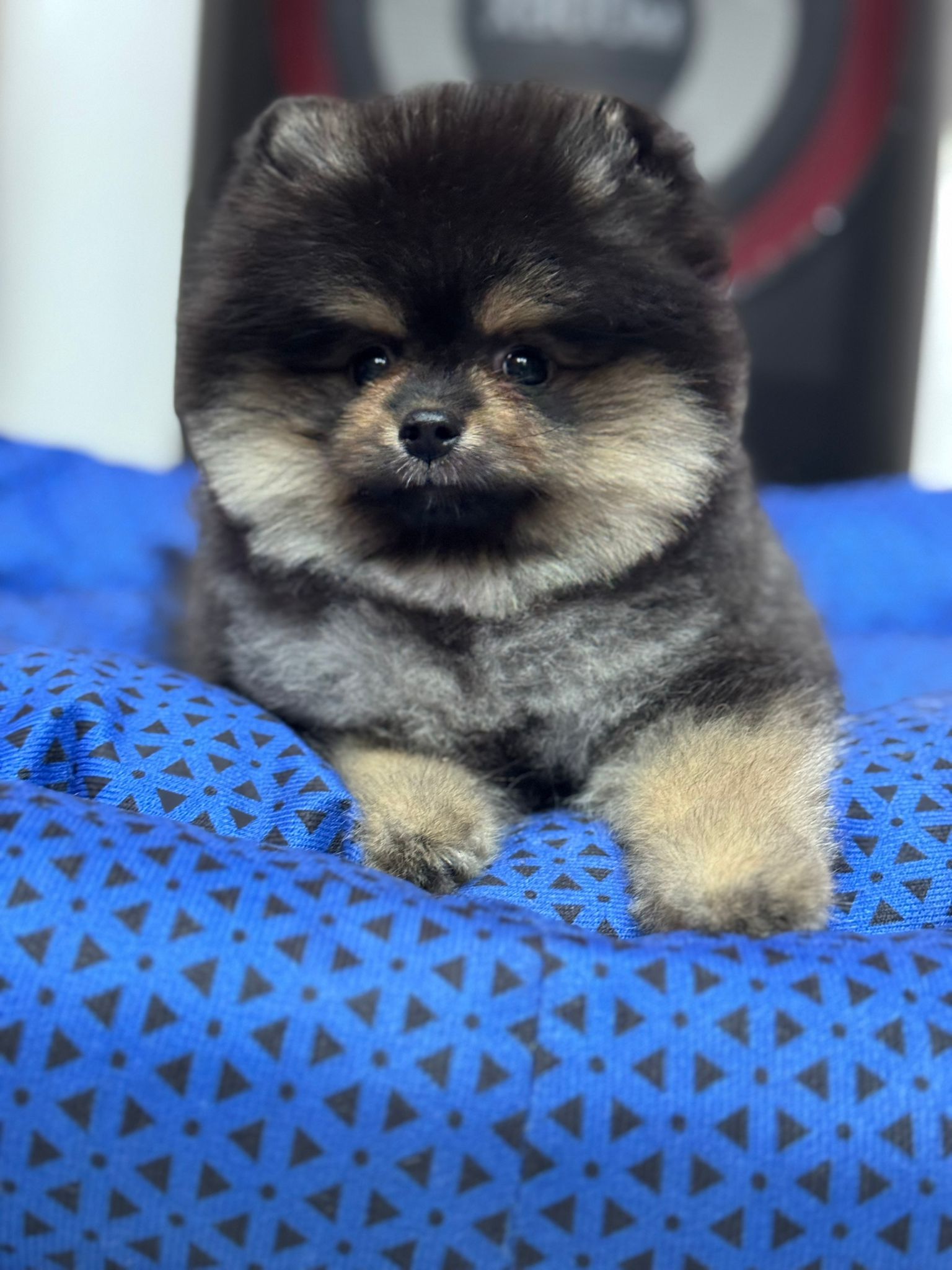 Calvin Yavru Pomeranian