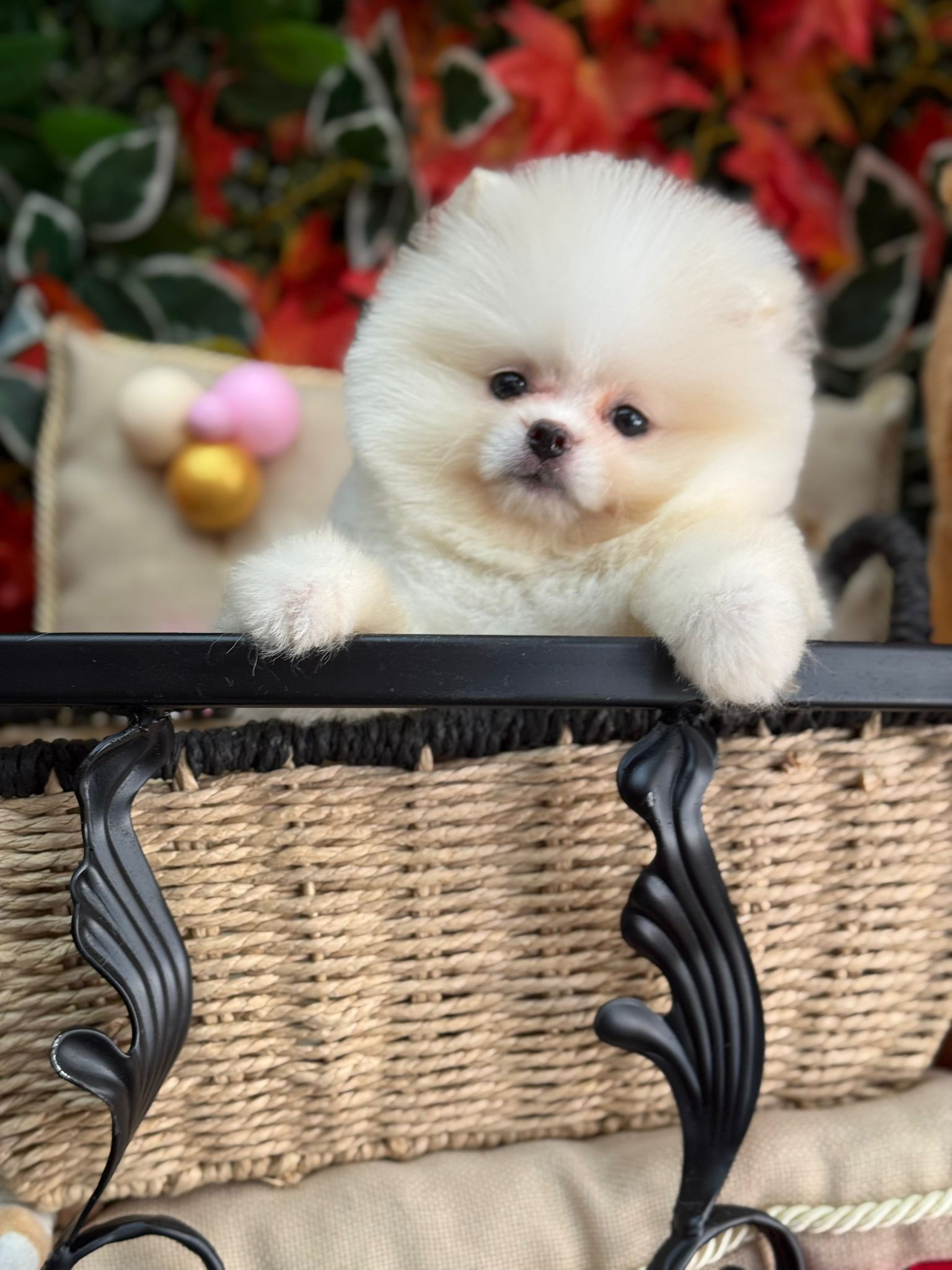 Calvin Yavru Pomeranian