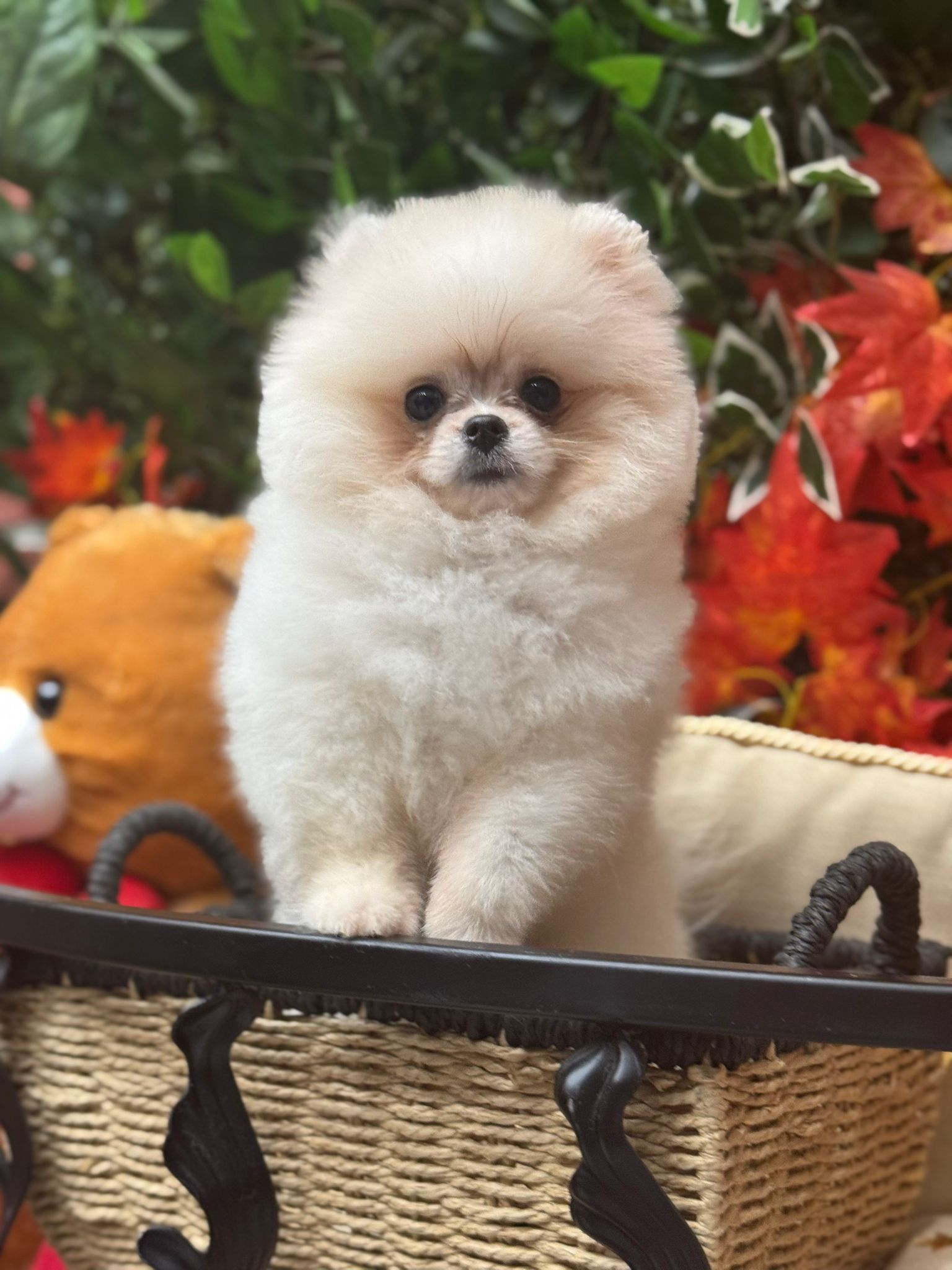 Calvin Yavru Pomeranian