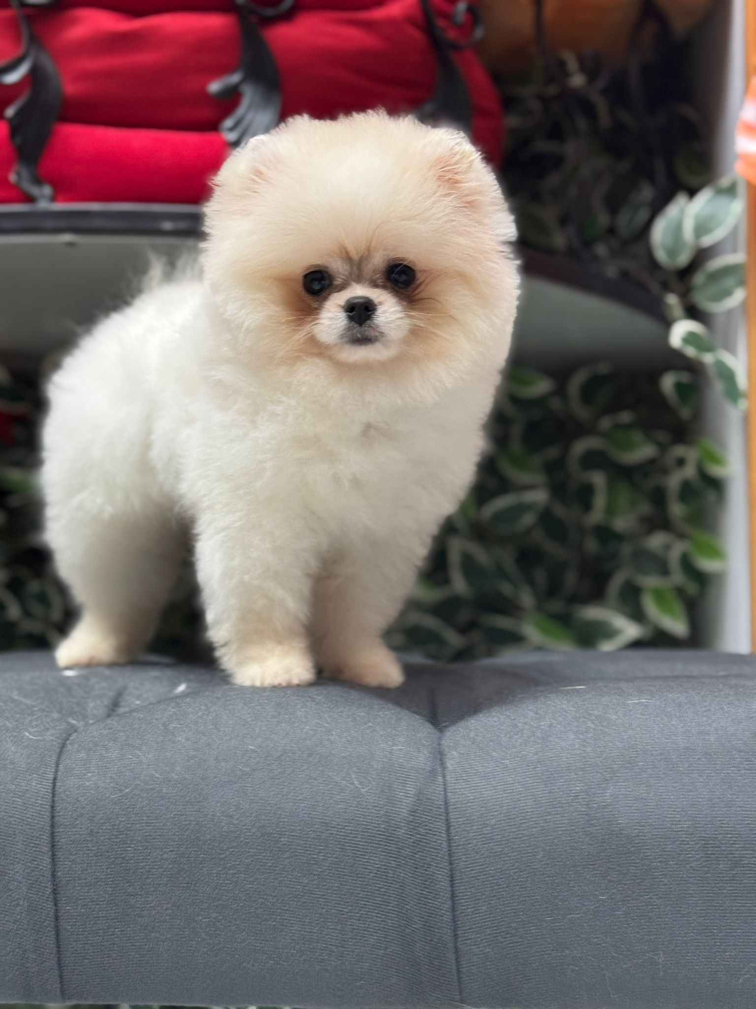 Calvin Yavru Pomeranian