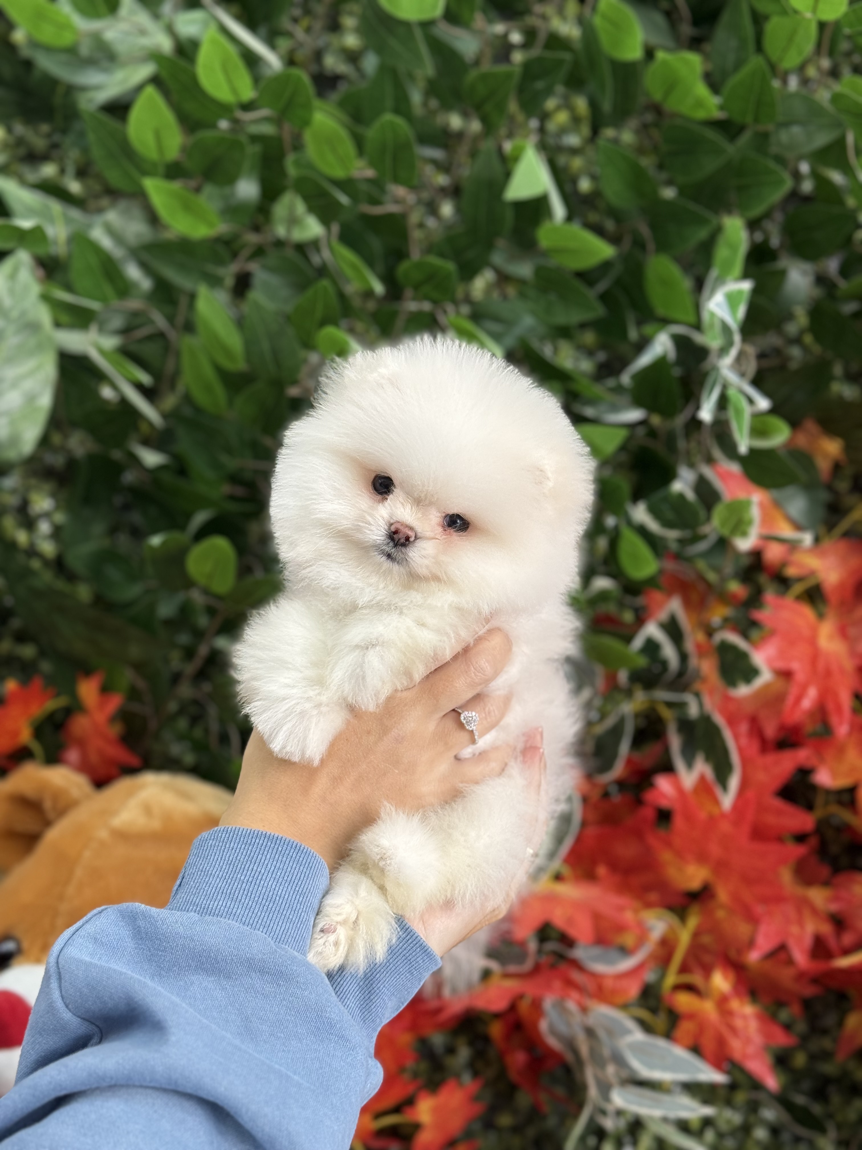 Calvin Yavru Pomeranian