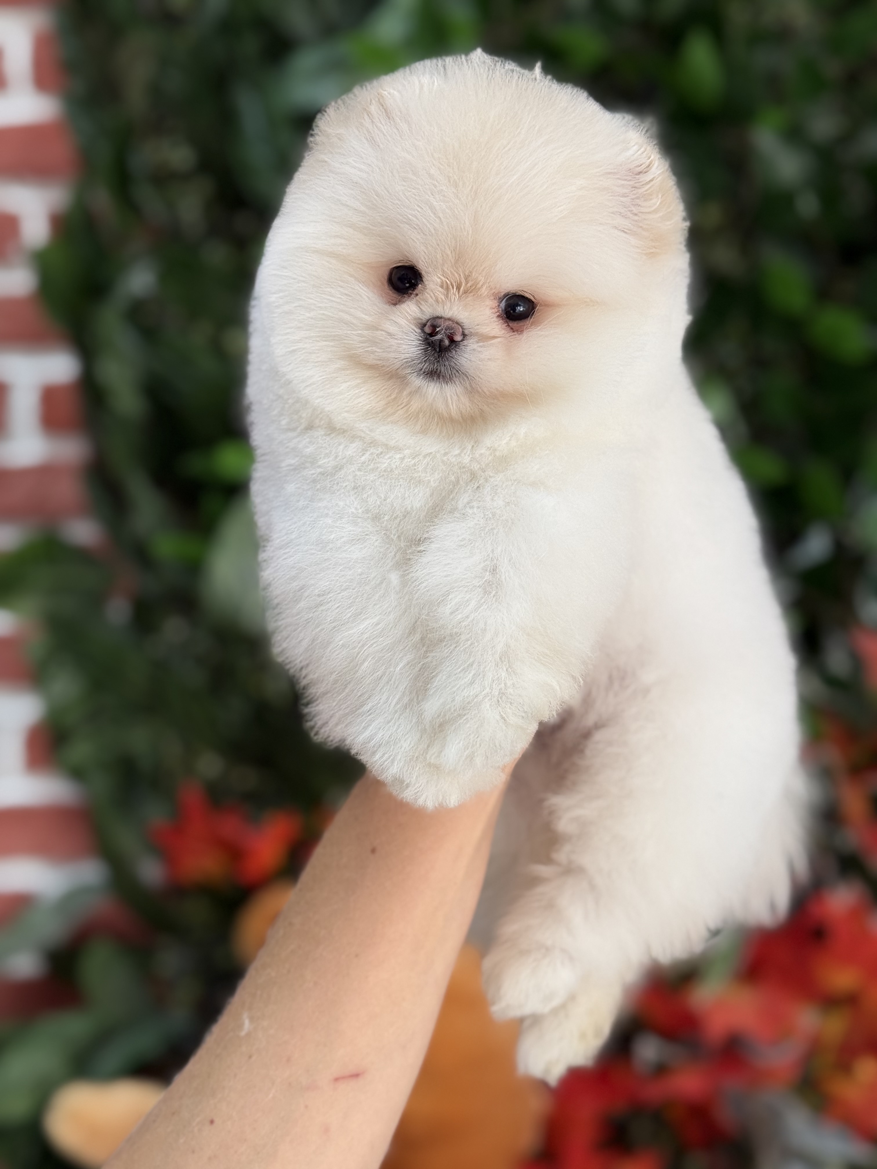 Calvin Yavru Pomeranian