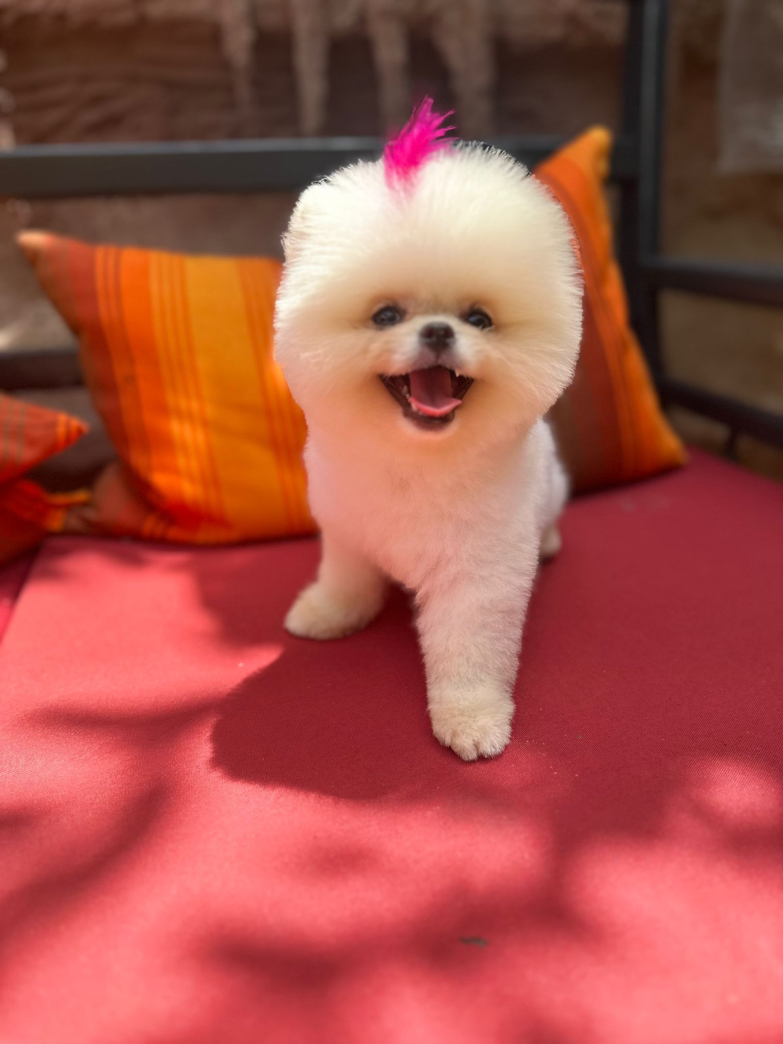 Calvin Yavru Pomeranian