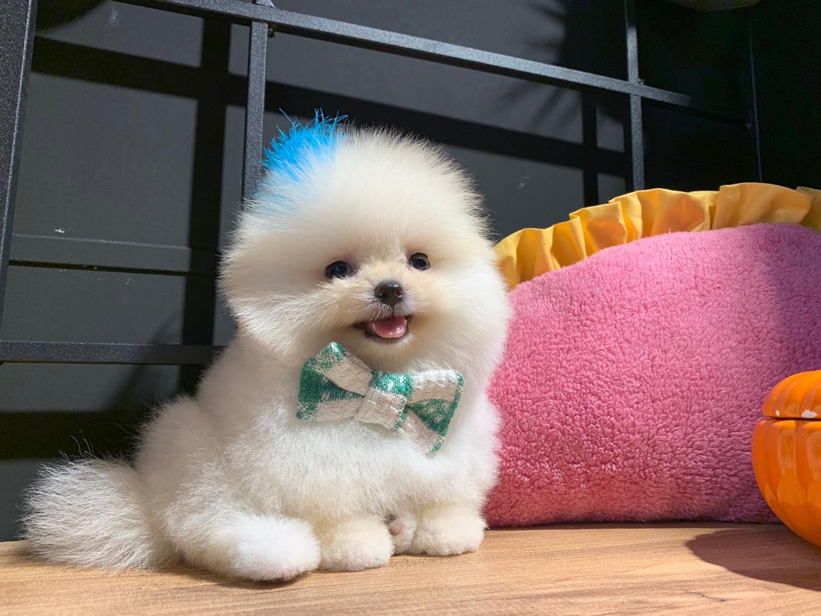 Calvin Yavru Pomeranian