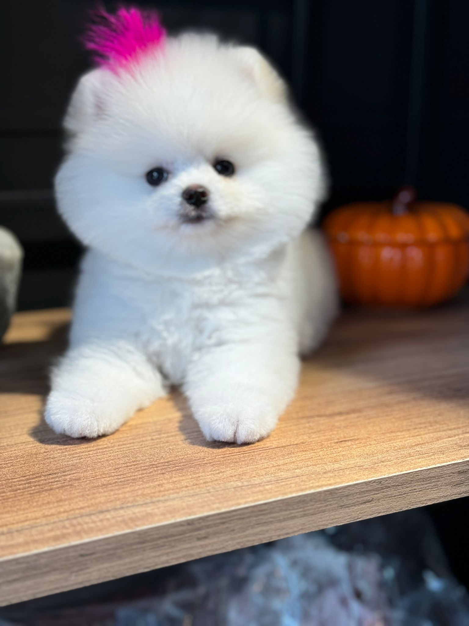 Pomeranian Yavrusu - Leo