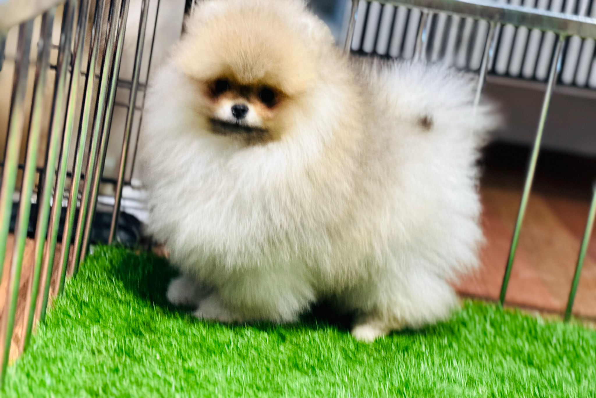 Linus Pomeranian