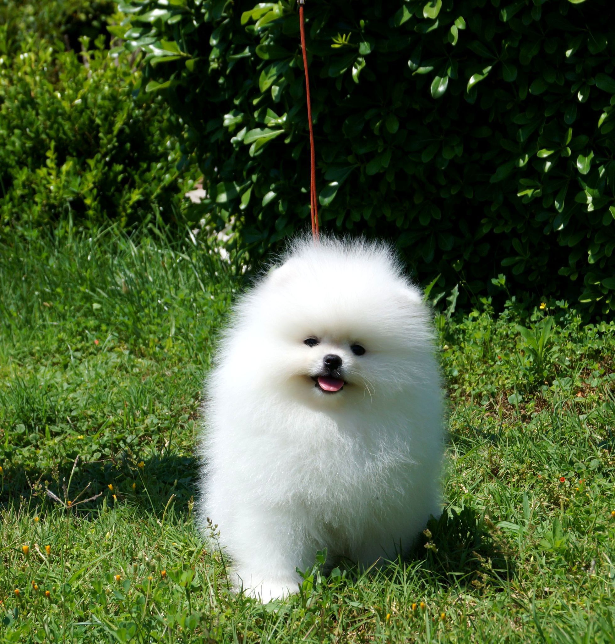 Pomeranian Boo Yavrusu - Bella