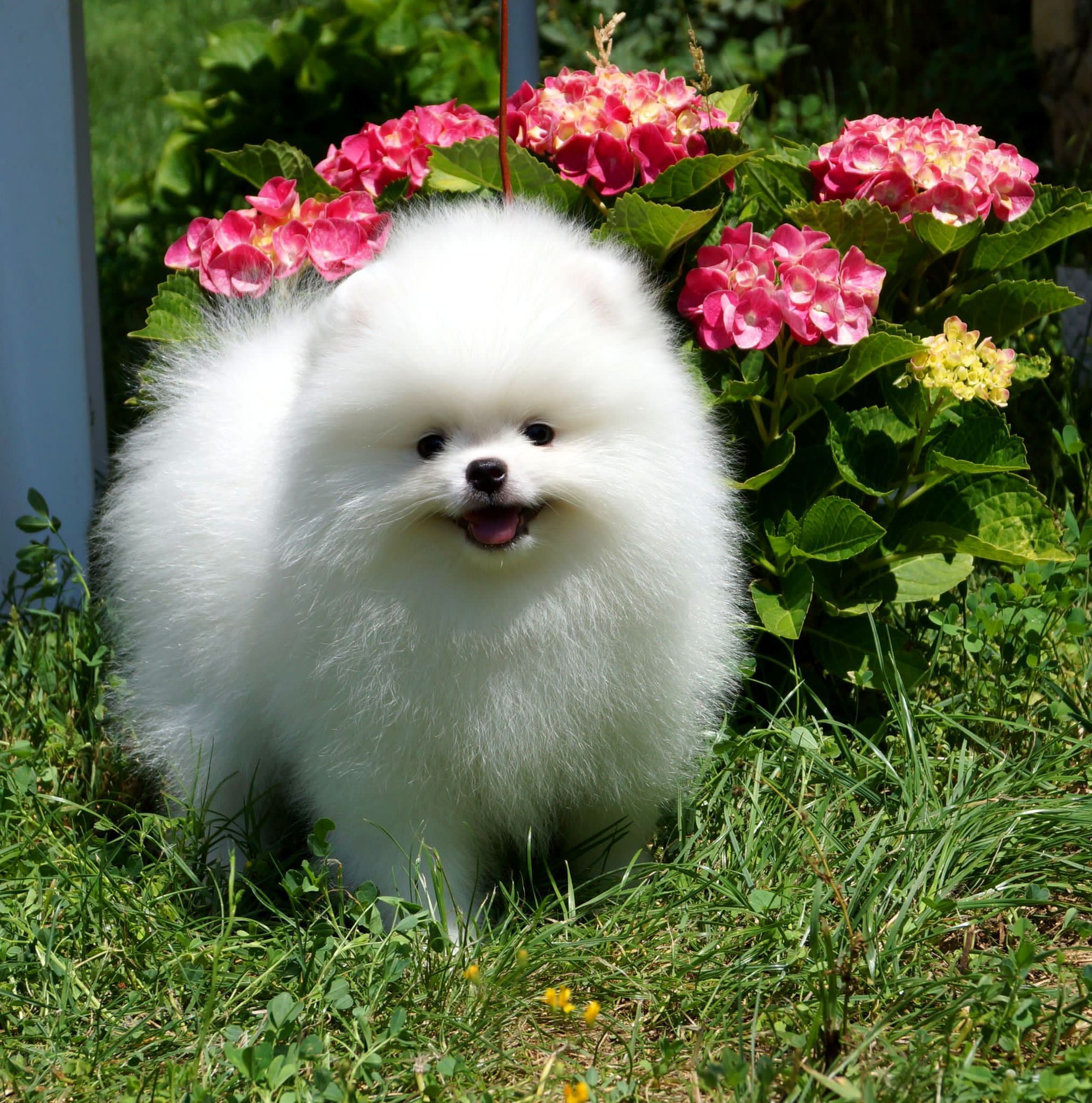 Pomeranian Boo Yavrusu - Bella