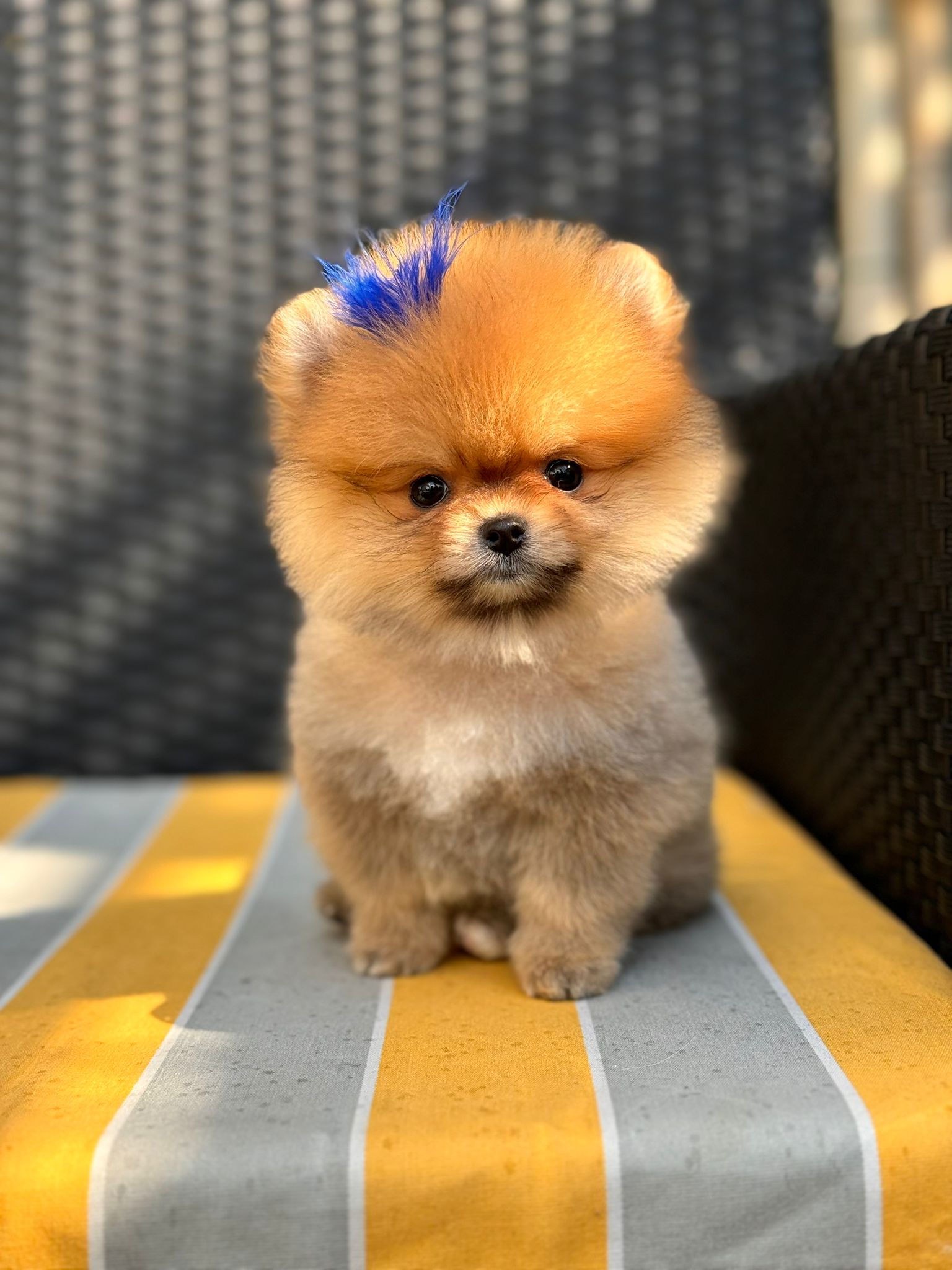 Mini Pomeranian Boo Yavrusu - Fıstık