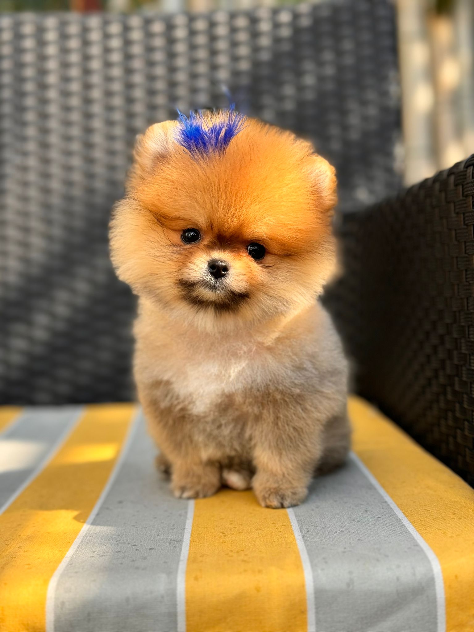 Mini Pomeranian Boo Yavrusu - Fıstık