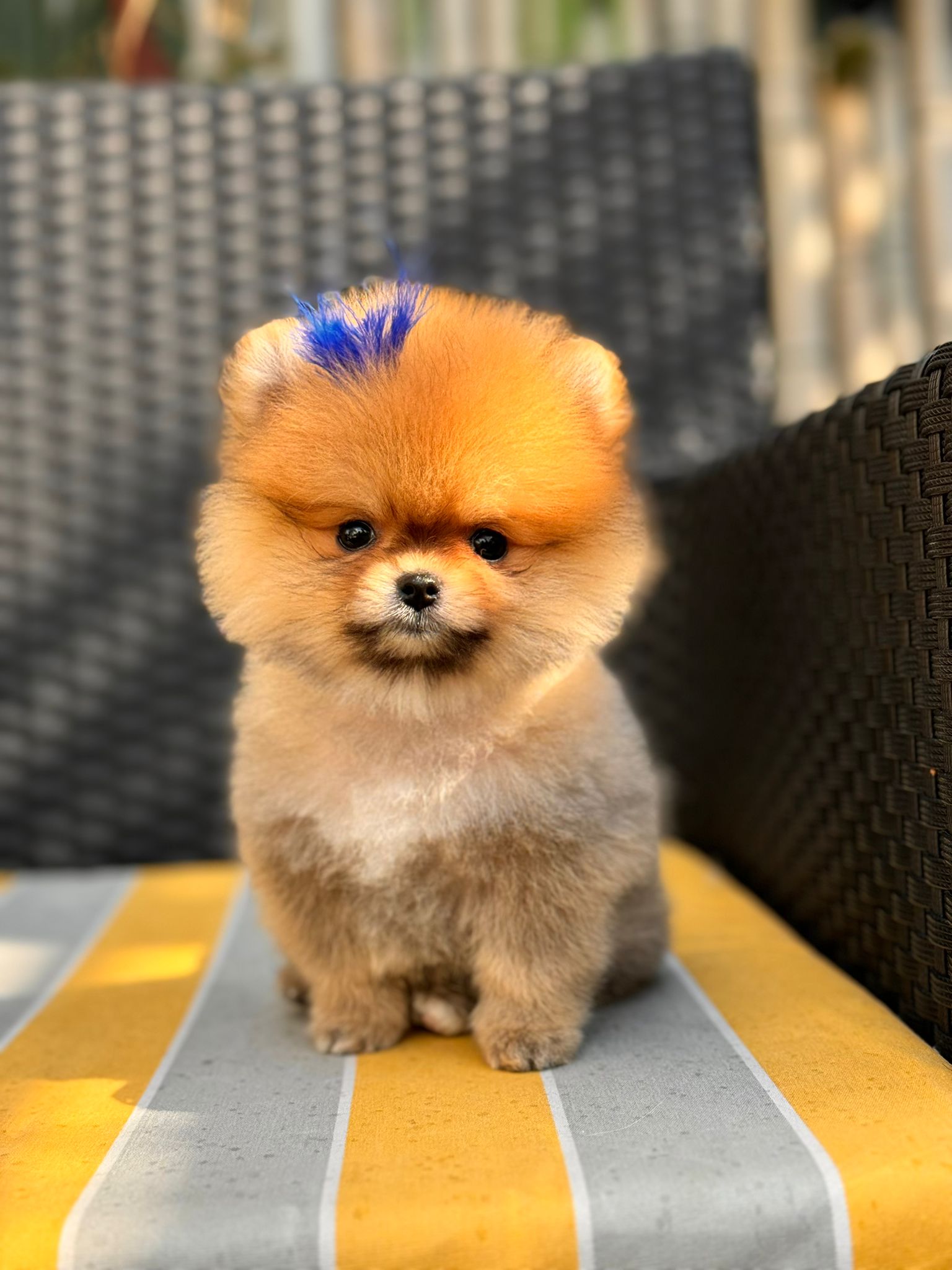 Mini Pomeranian Boo Yavrusu - Fıstık