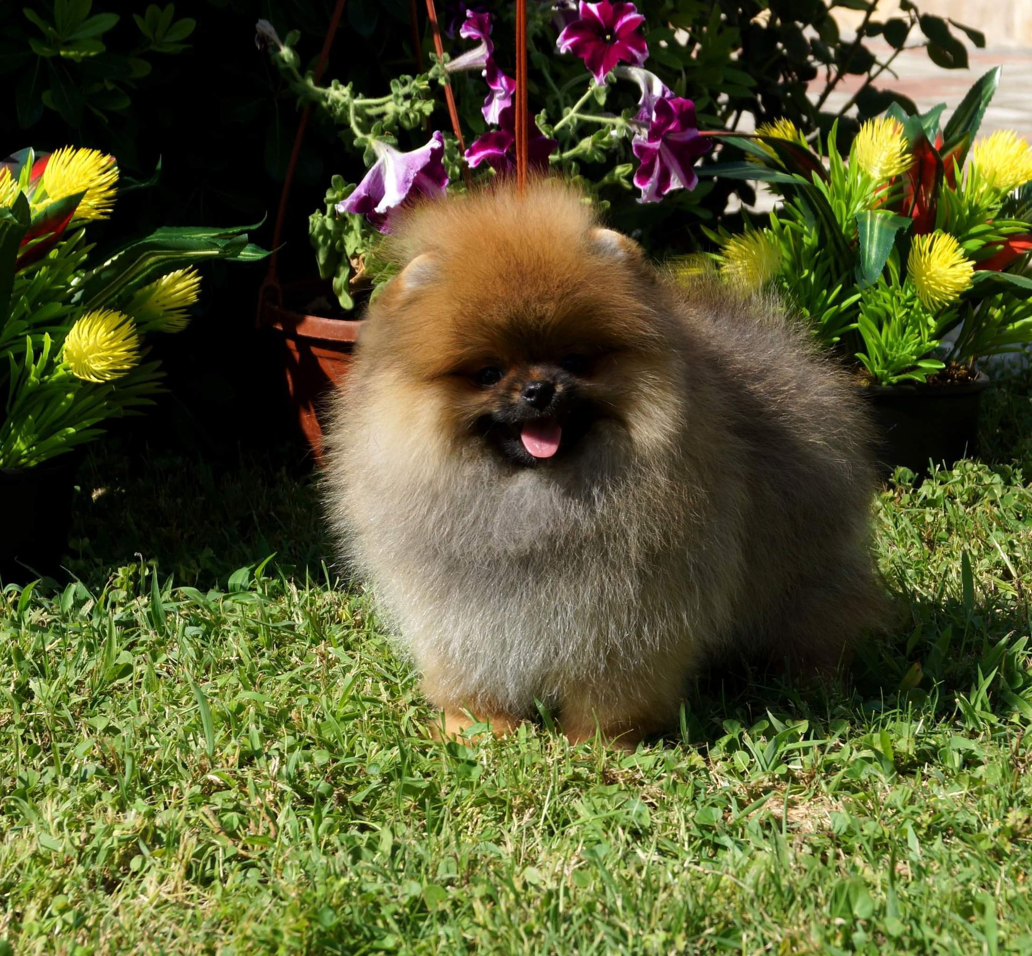 Neşeli Pomeranian Yavru