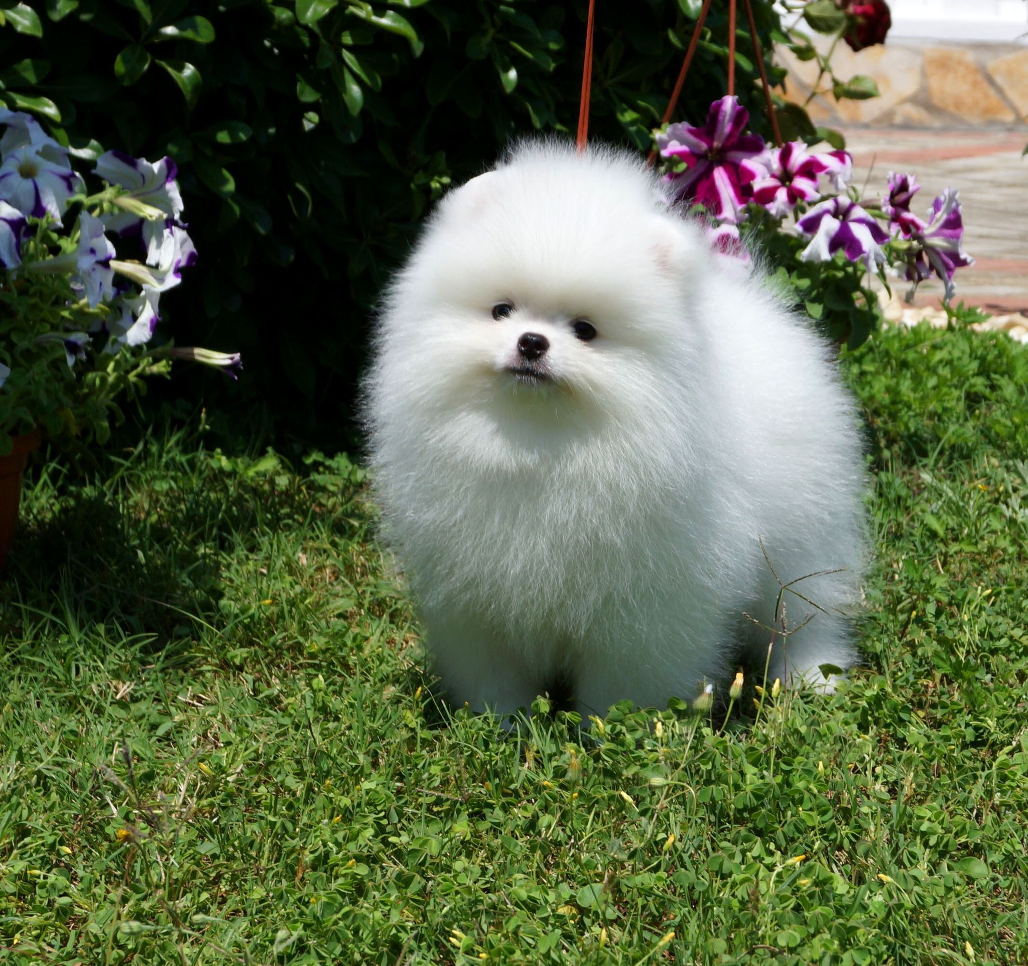 Pomeranian Yavru