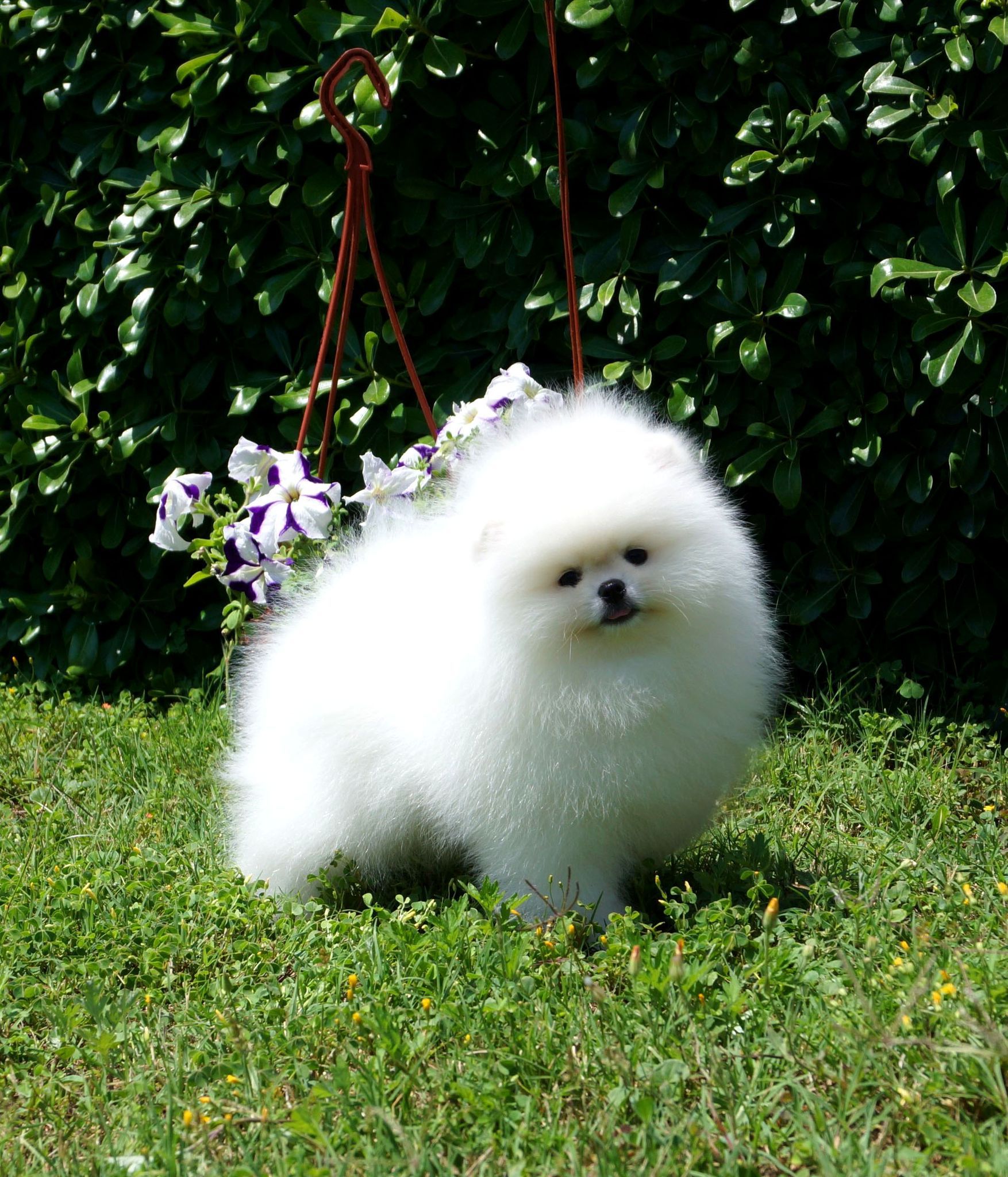 Pomeranian Yavru