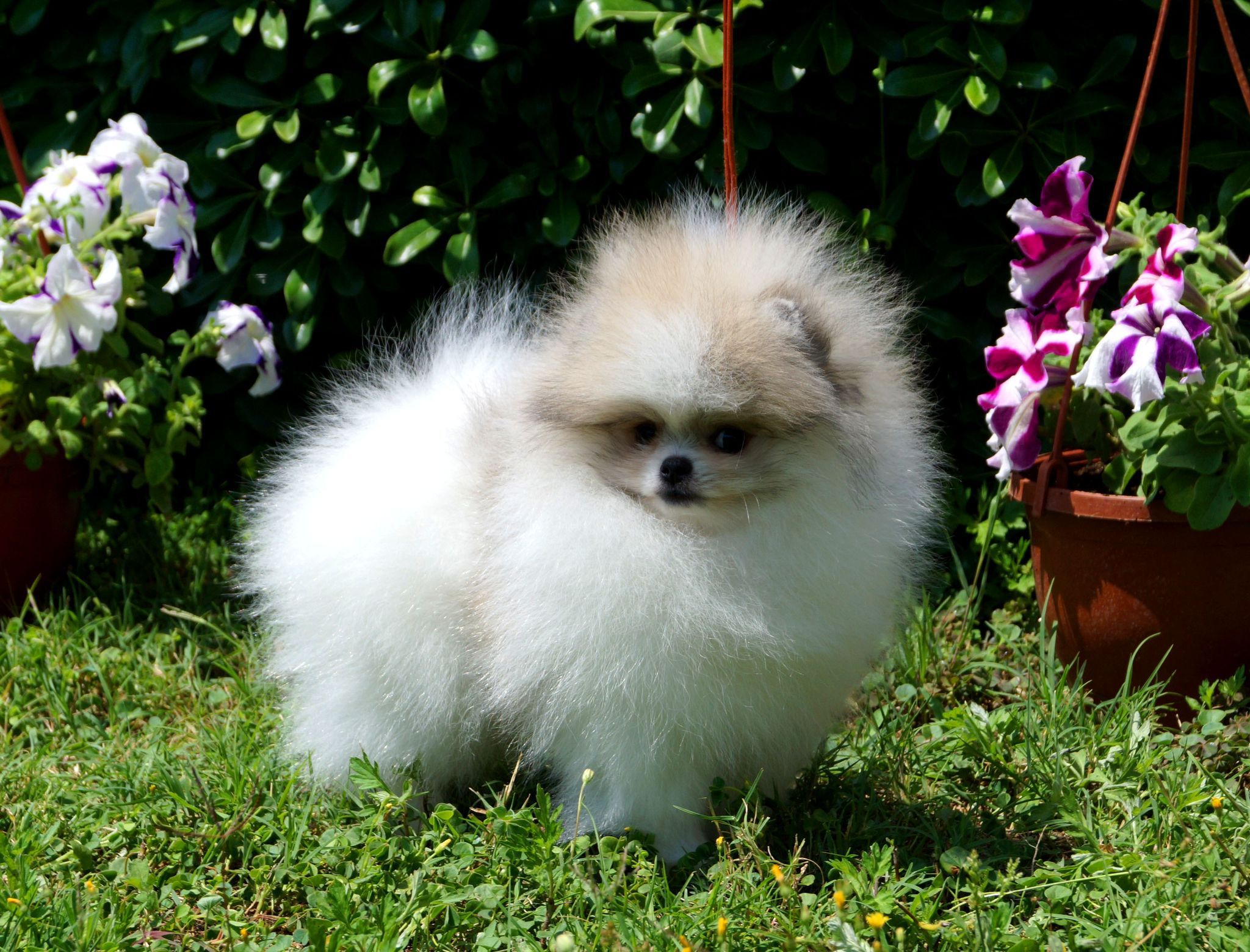 Pomeranian Yavrusu