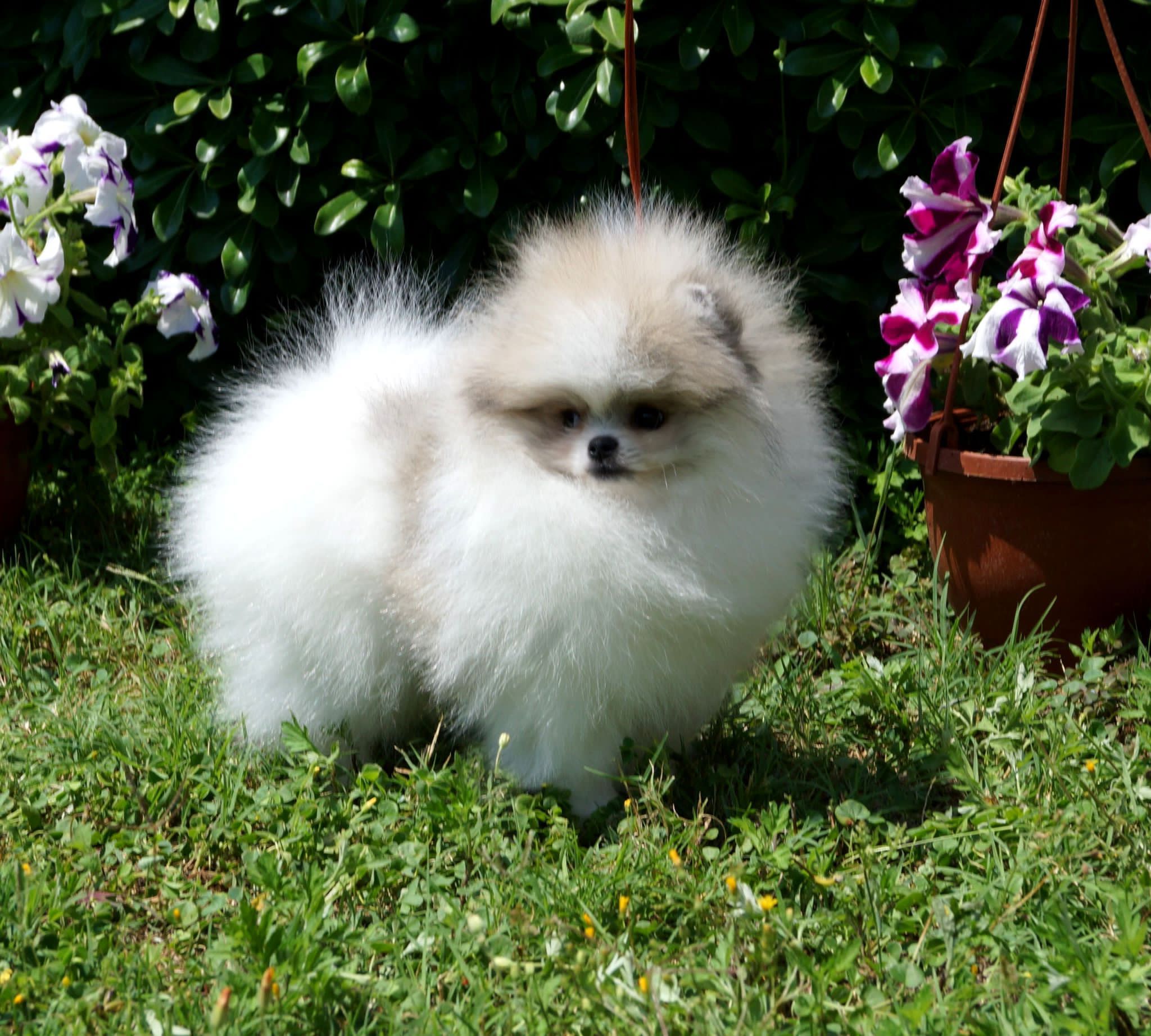 Pomeranian Yavrusu