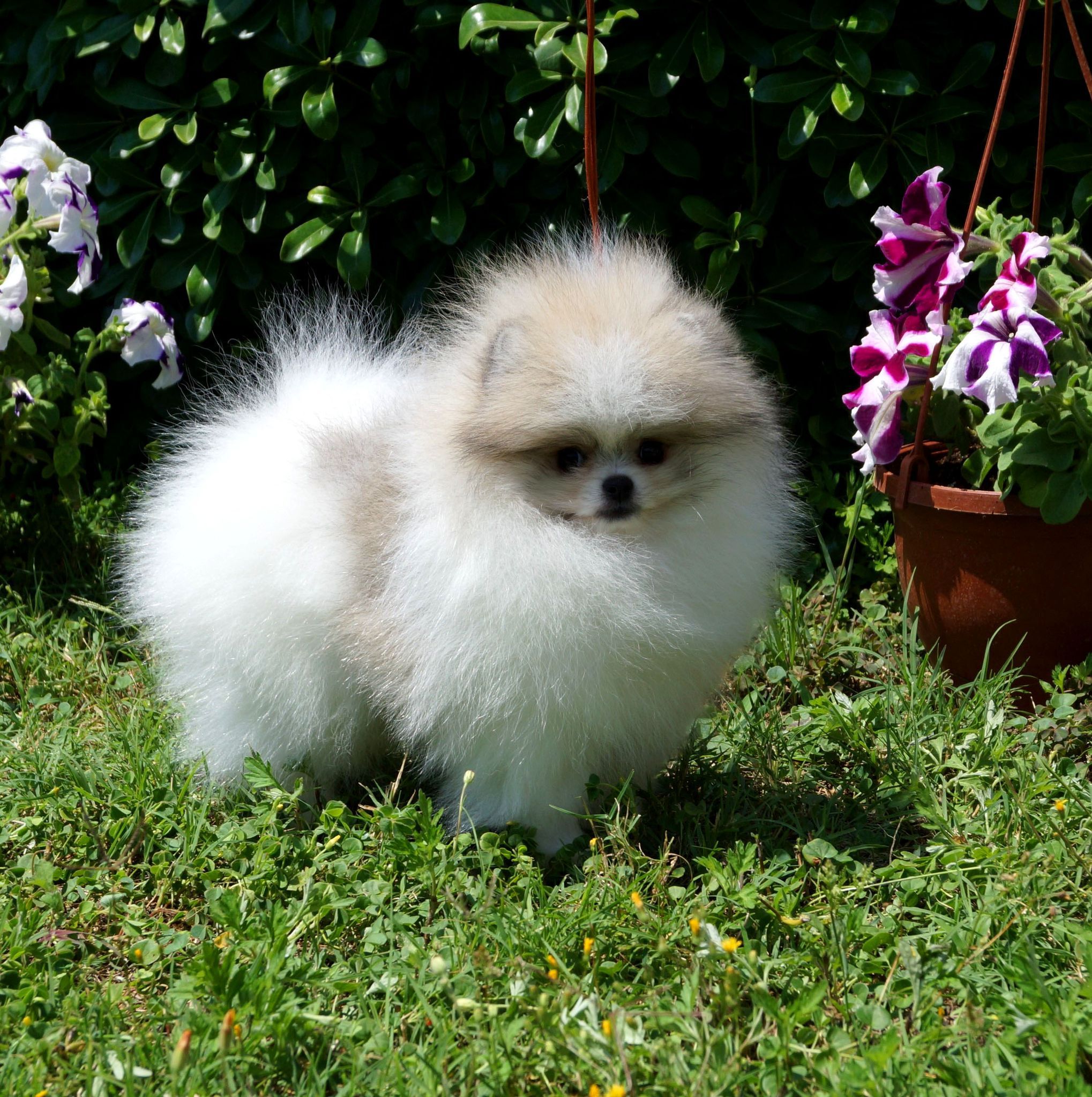 Pomeranian Yavrusu