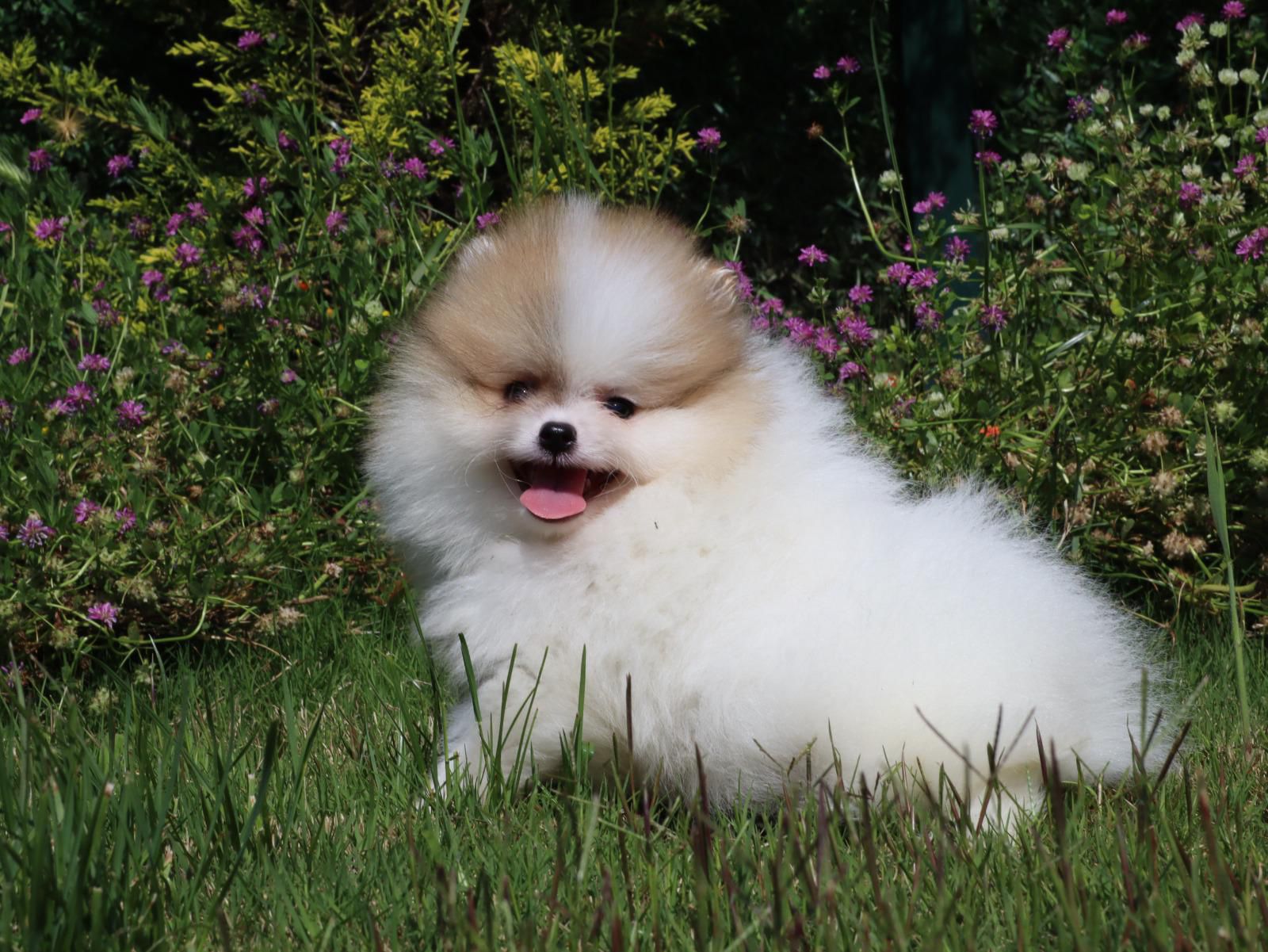 Pomeranian Yavrusu