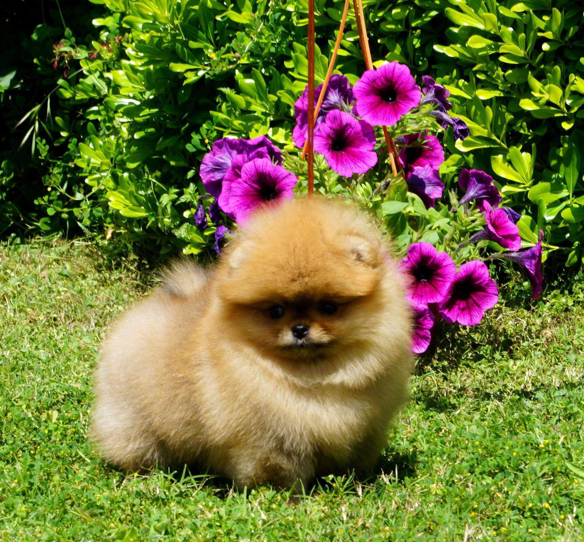 Nola Pomeranian Yavrusu