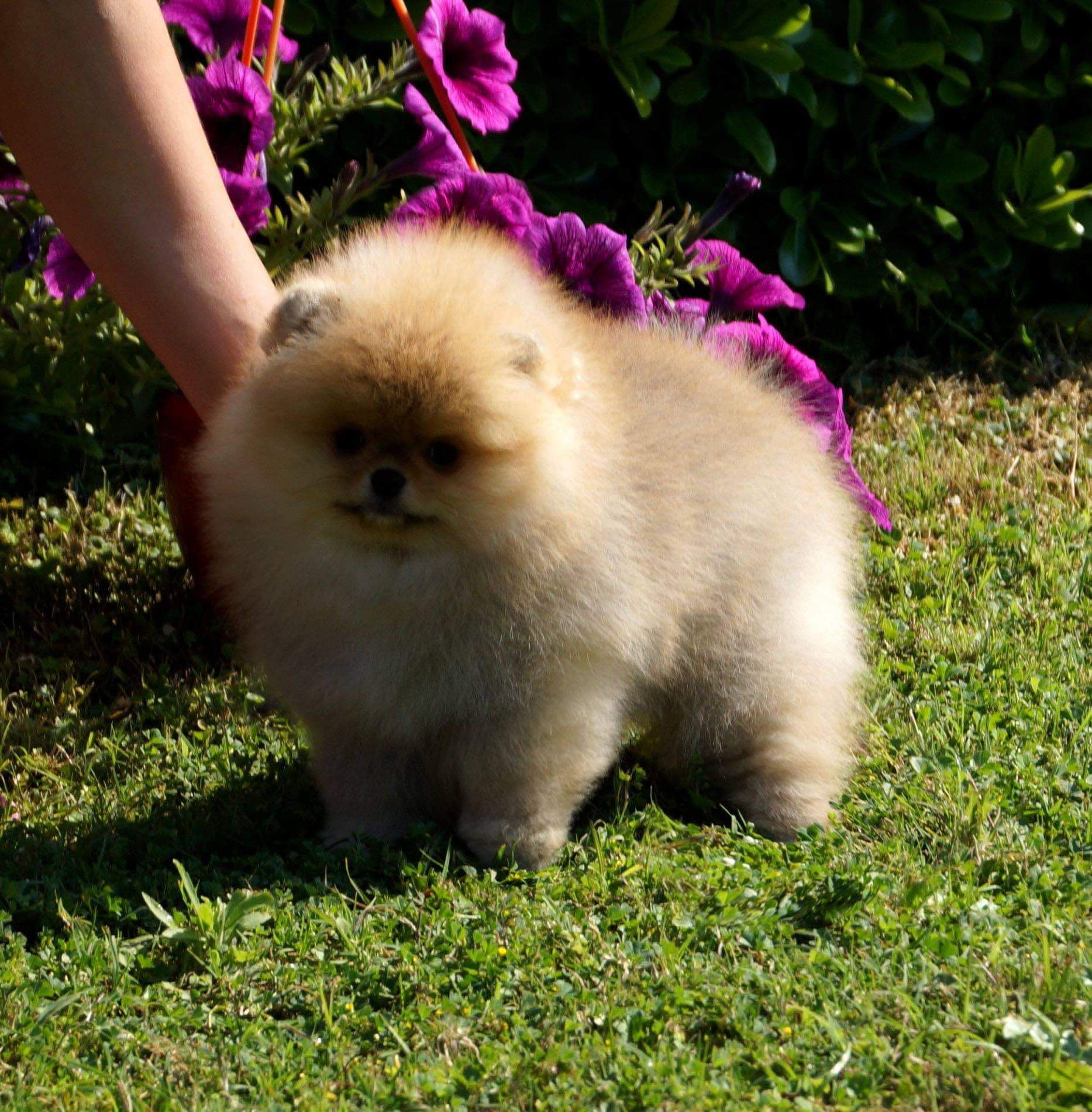 Nola Pomeranian Yavrusu