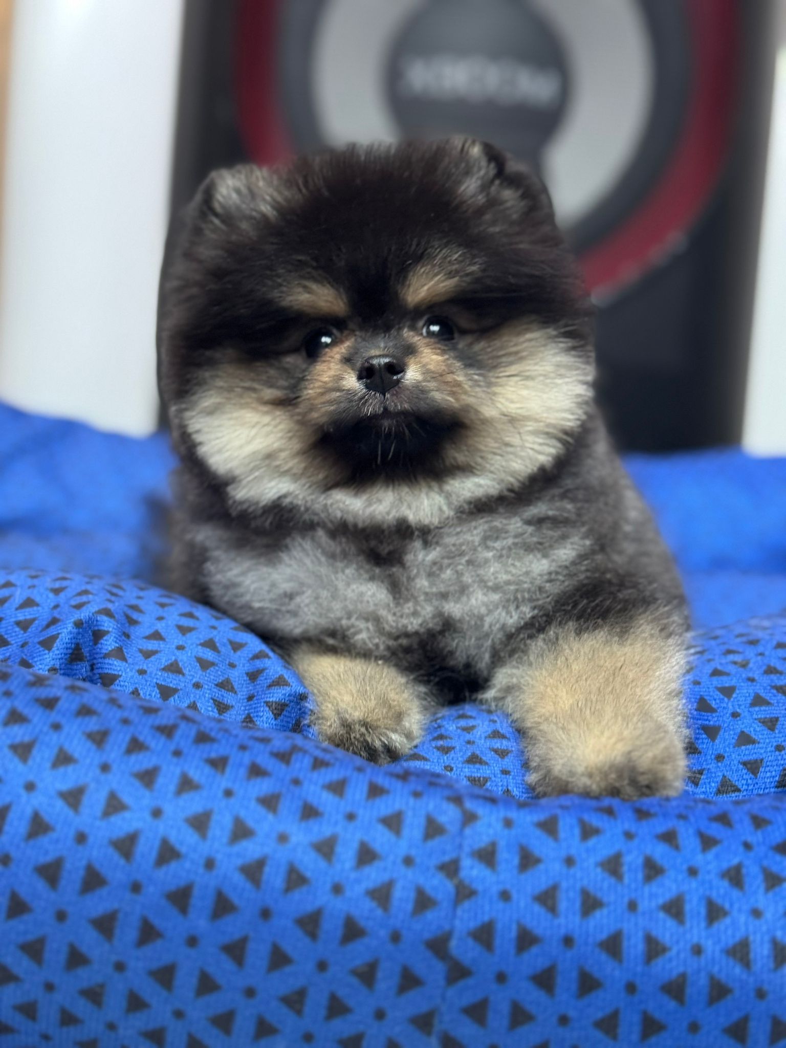 Siyah Pomeranian Boo