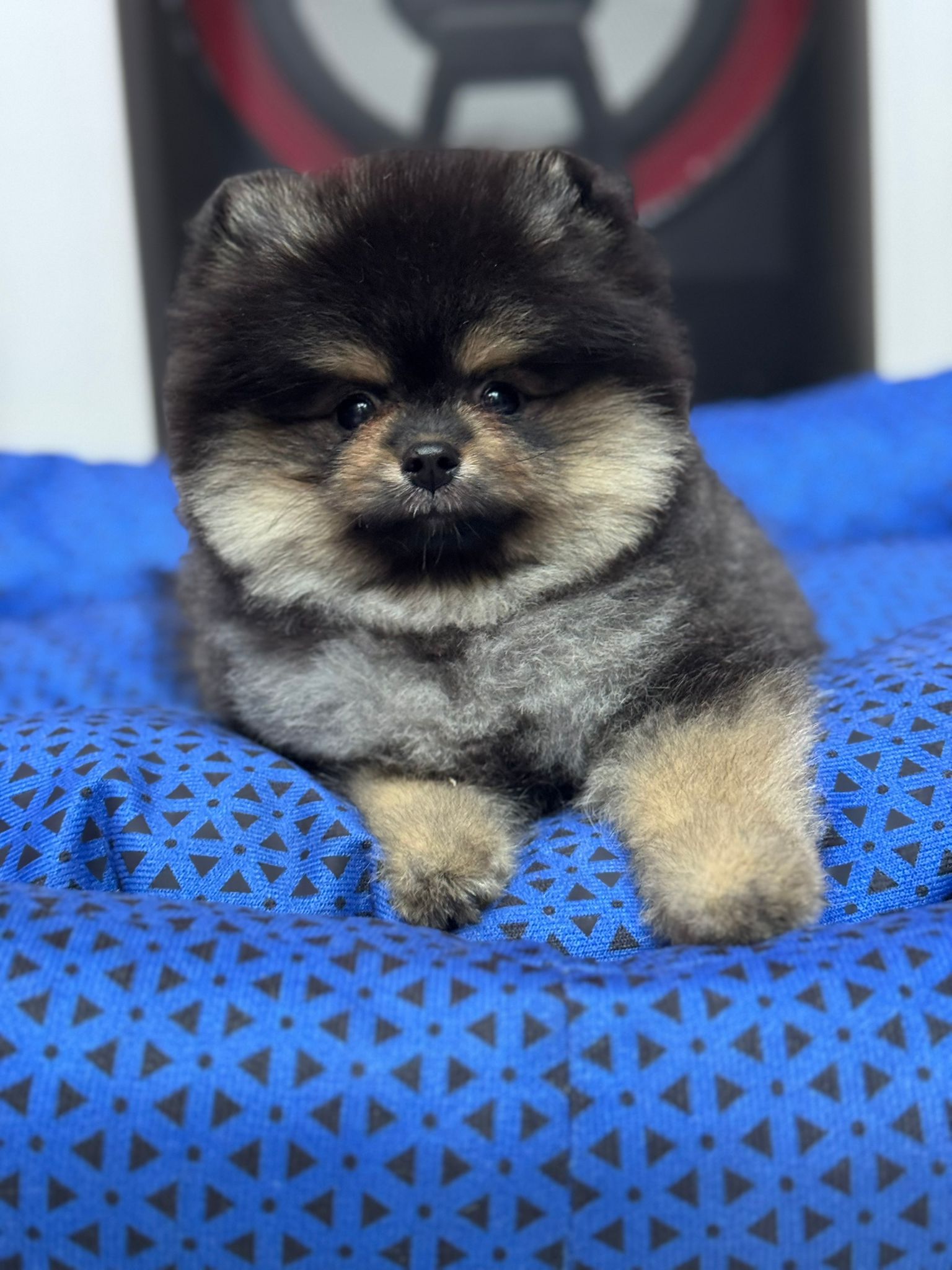 Siyah Pomeranian Boo