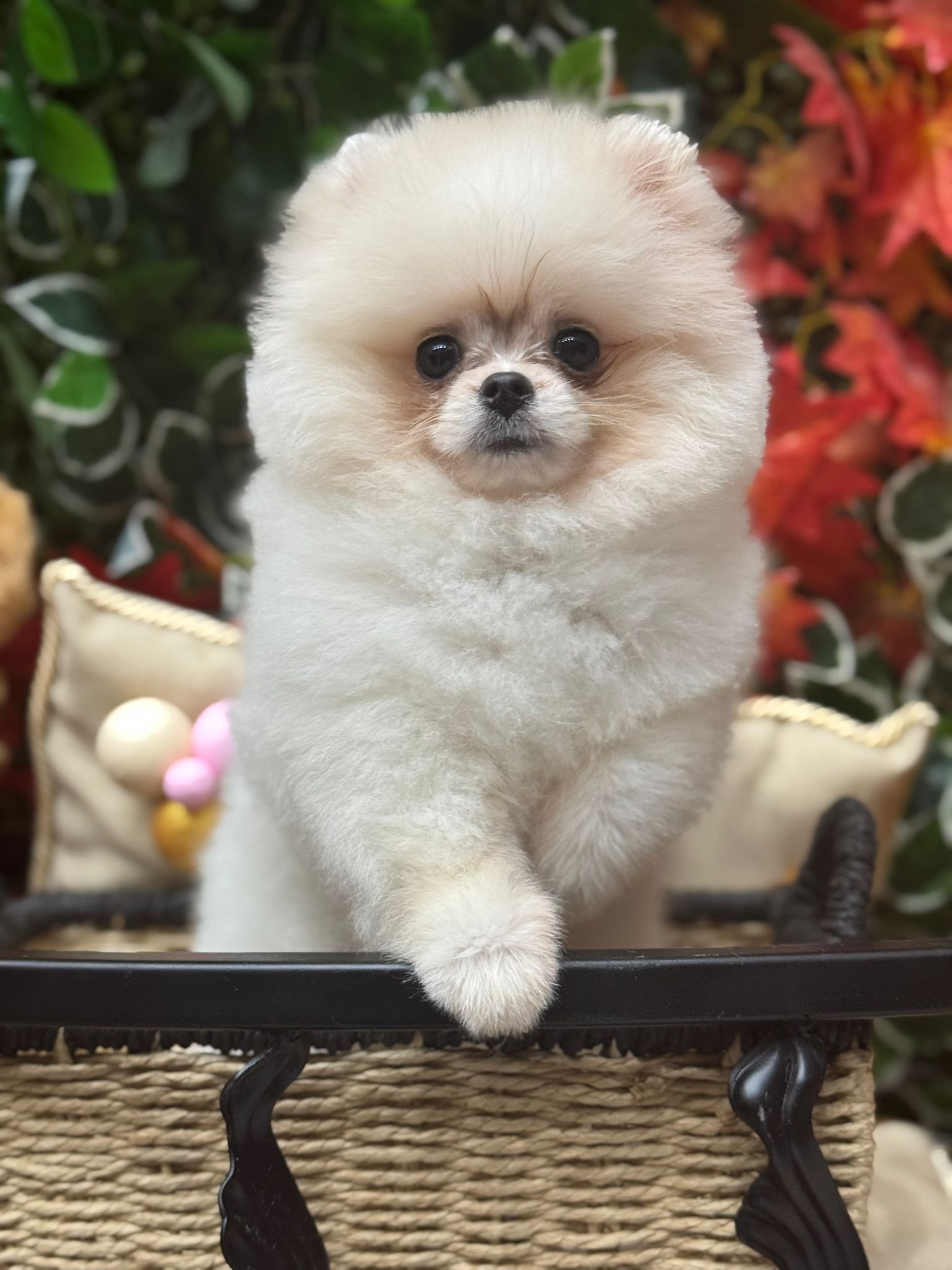 Boo Pomeranian - Alex