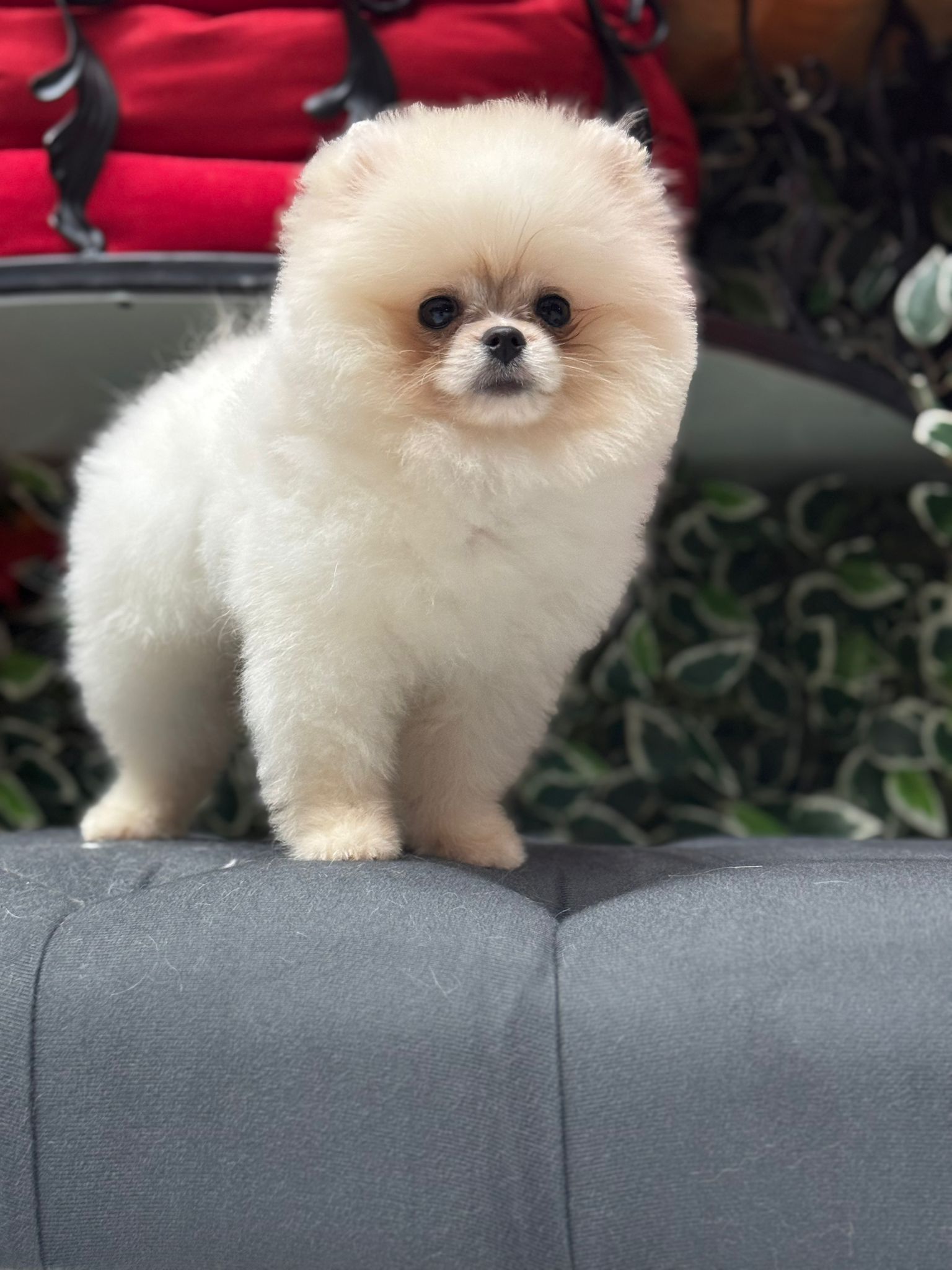 Pomeranian Yavru