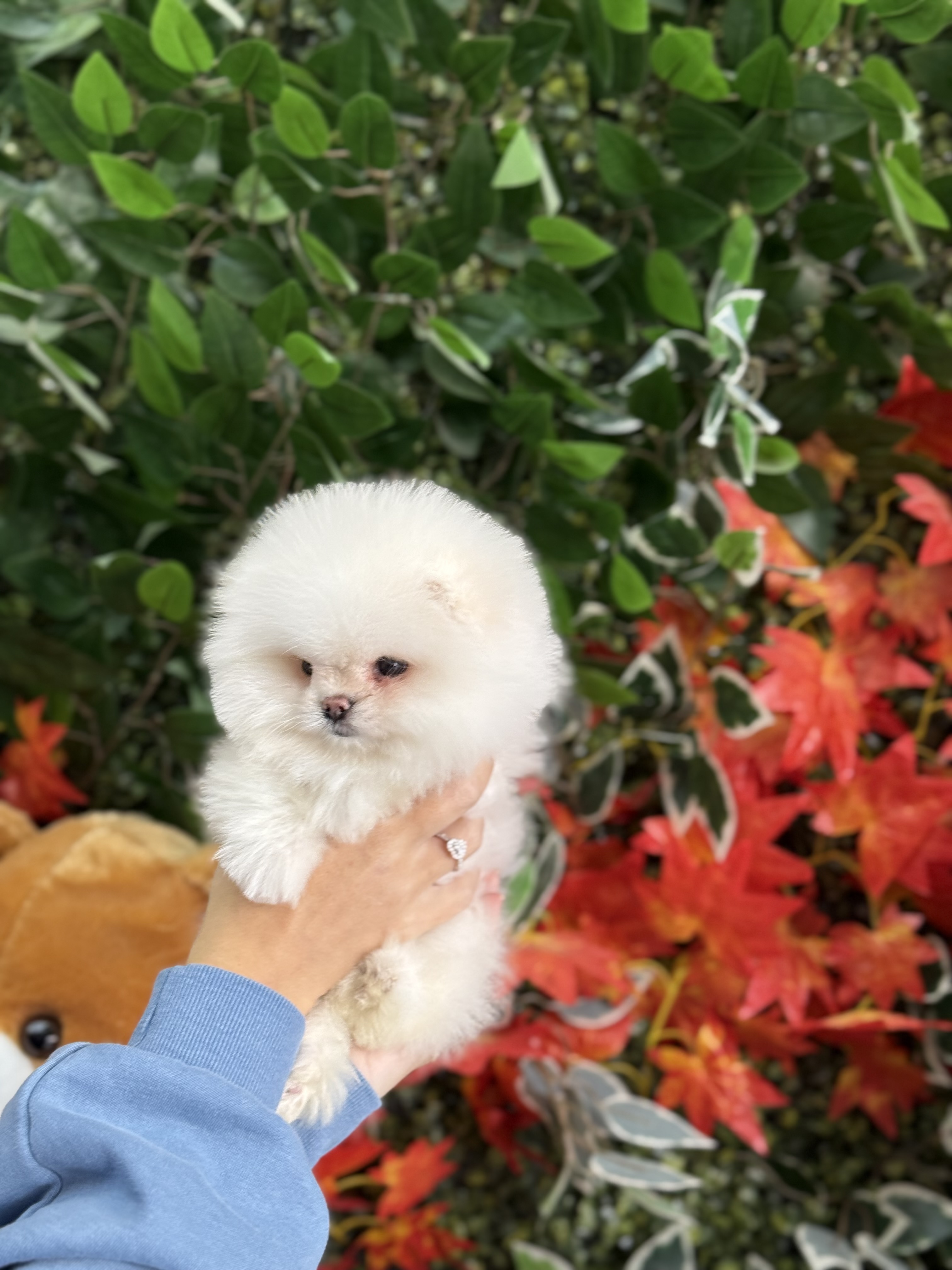 Pomeranian Boo