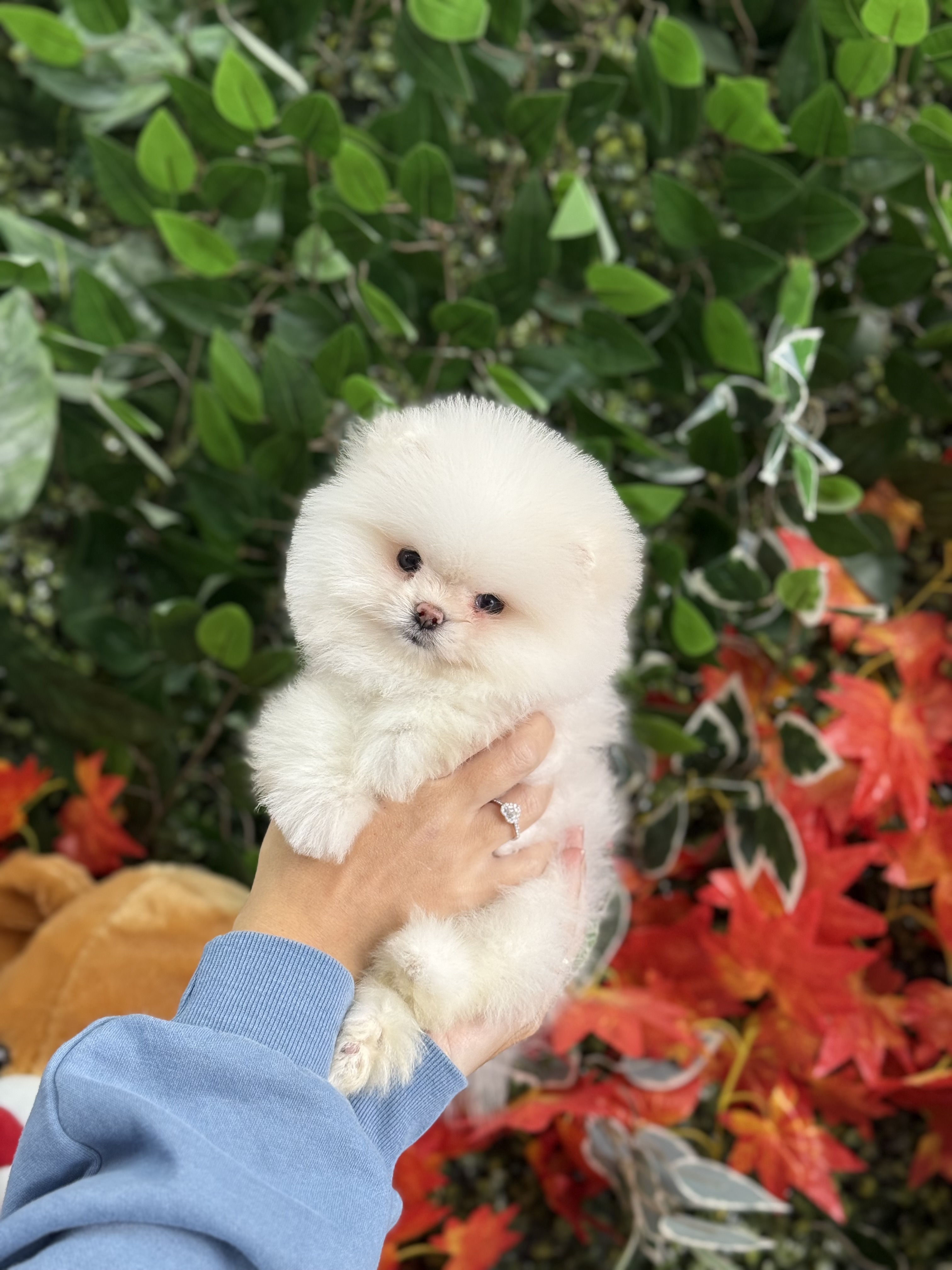 Pomeranian Boo